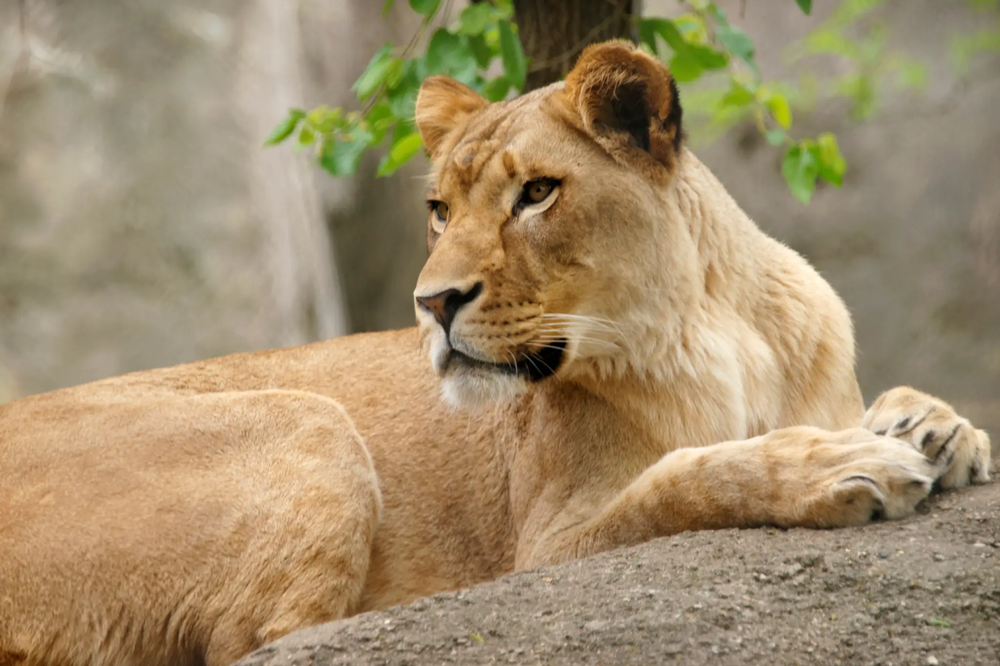 Levica Zuri zabila v zoo svojho partnera
