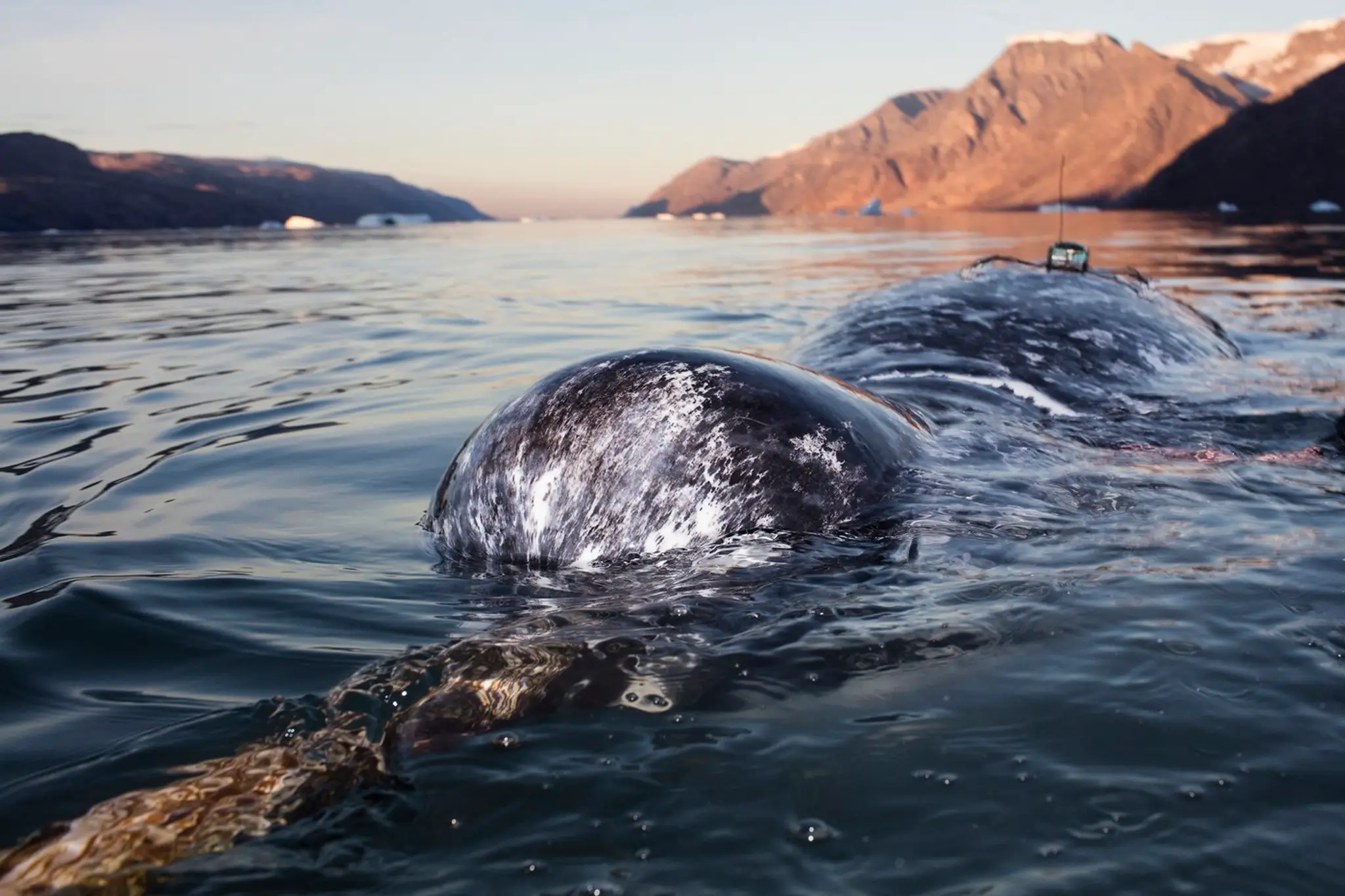 Narval patrí medzi najpozoruhodnejšie tvory oceánov.