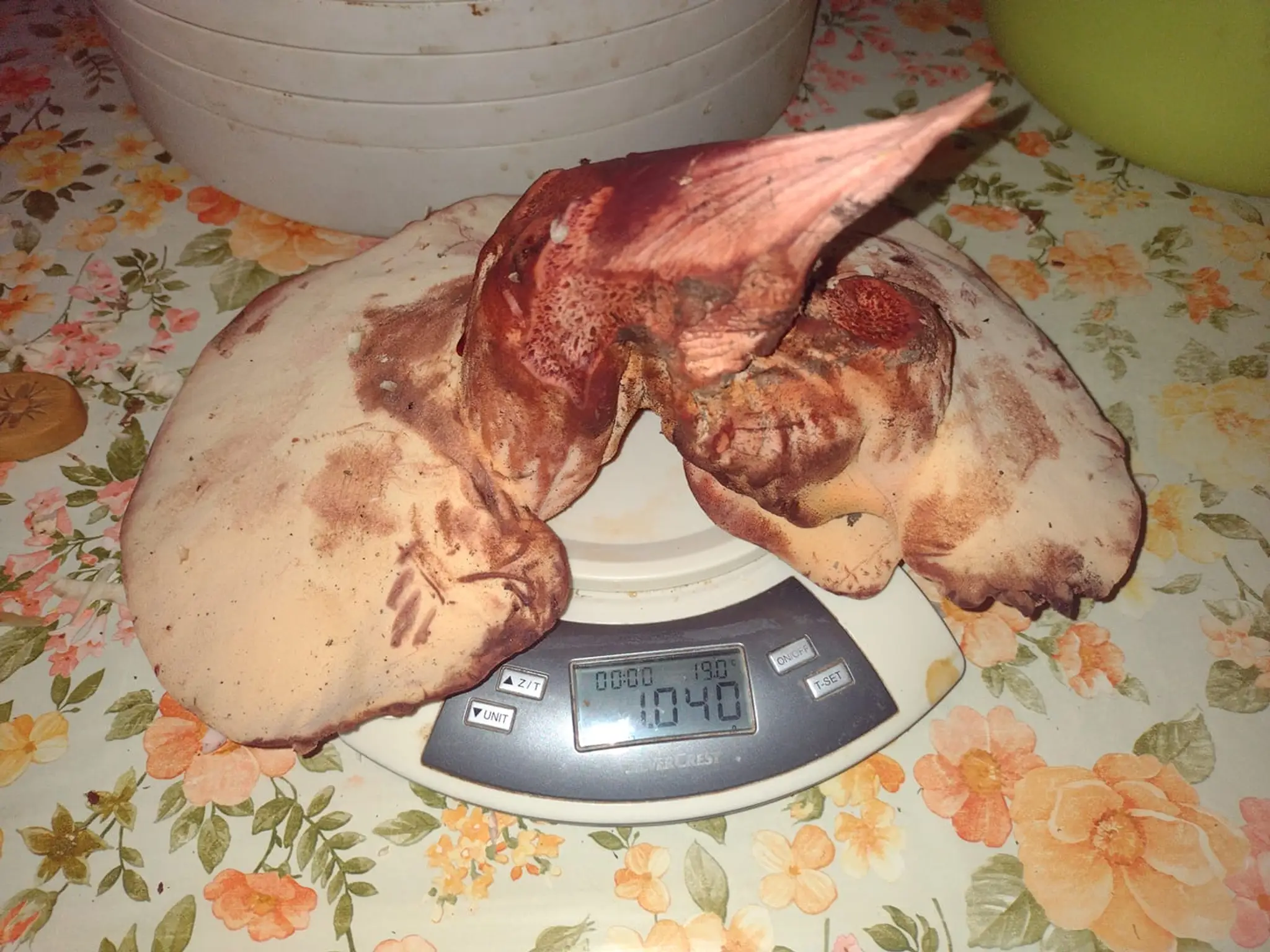 Viac ako kilogramový pečeňovec Stanislava Cibuľáka.