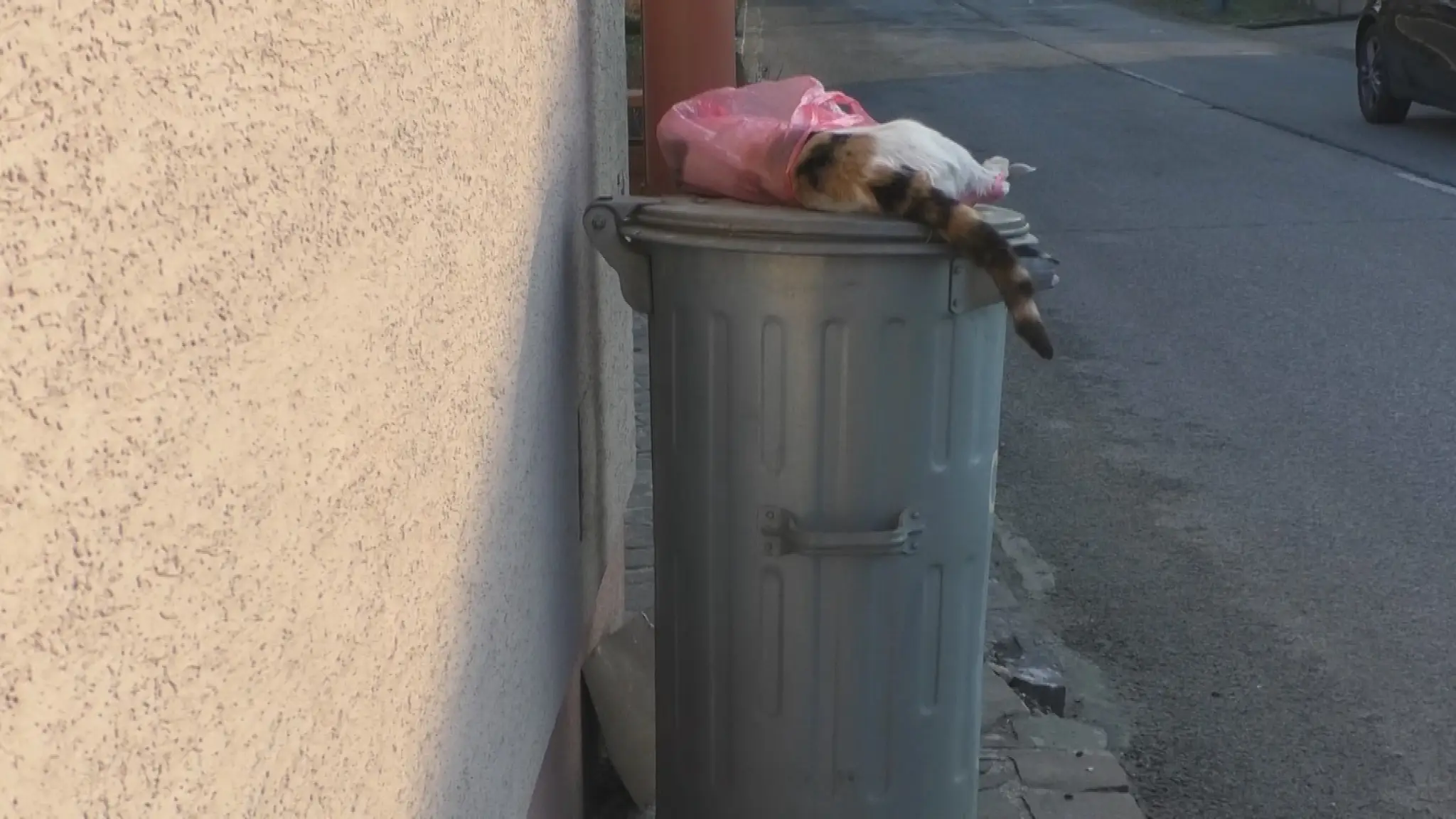 Zbiera mŕtve mačky a nosí ich pred obecný úrad.