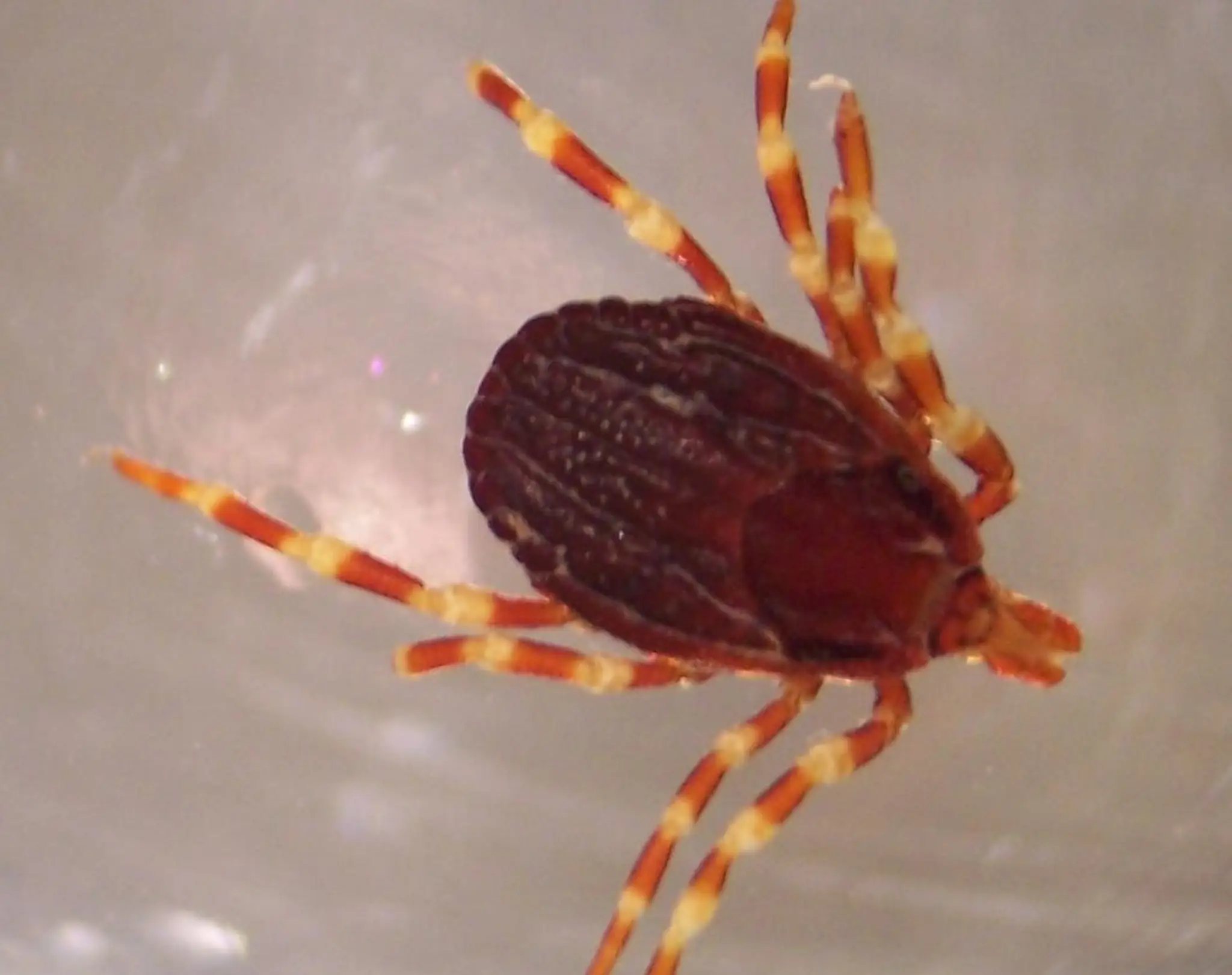 Kliešť Hyalomma marginatum