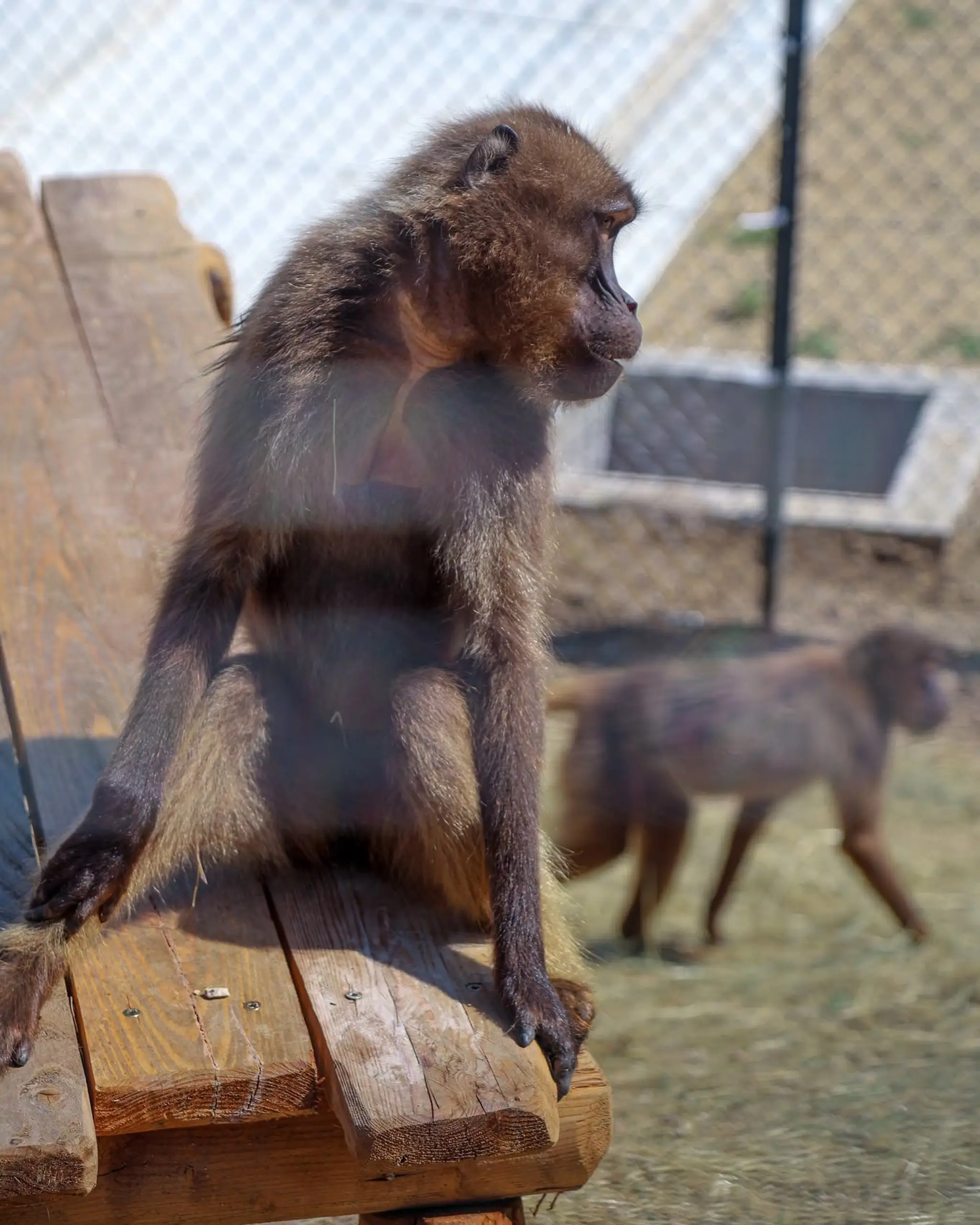 Bratislavská zoo privítala vzácnych paviánov dželada.