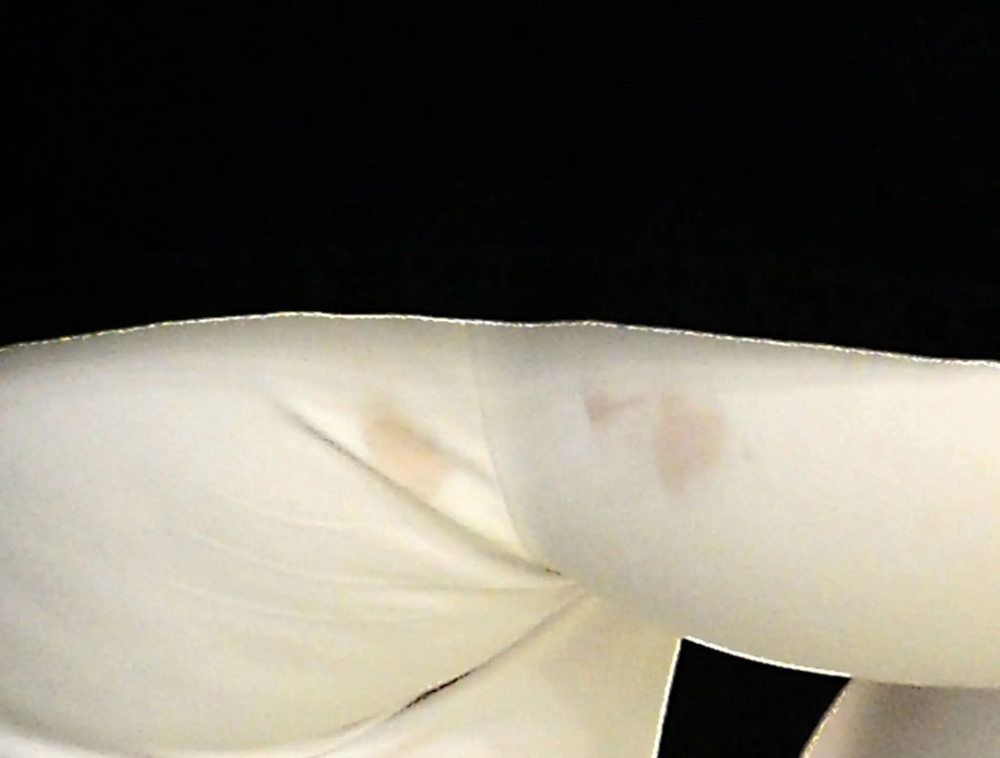 kylie.jpg