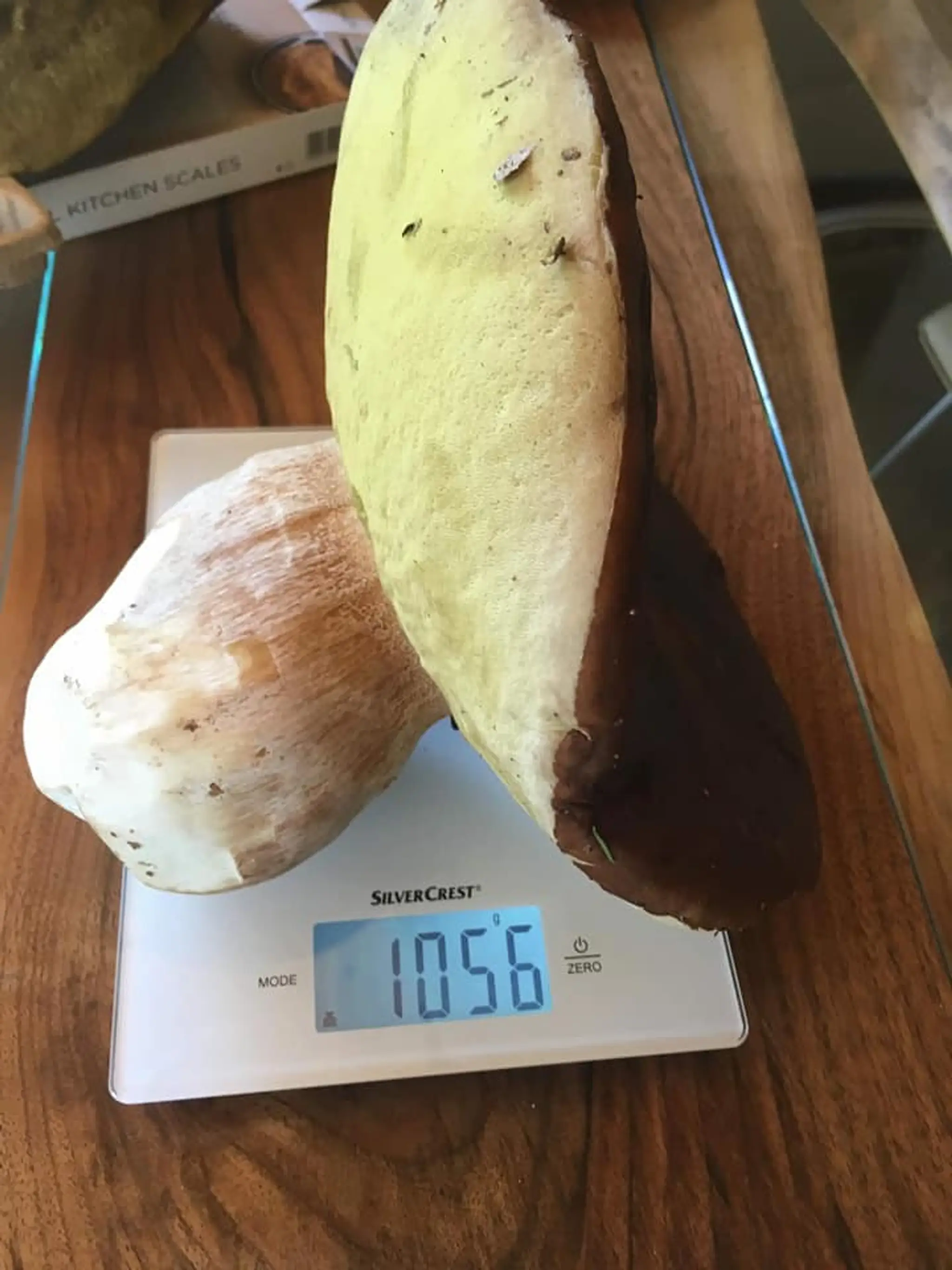 Adam Žabka z Banskej Bystrice sa pýši týmto dubákom vážiacim viac ako kilogram