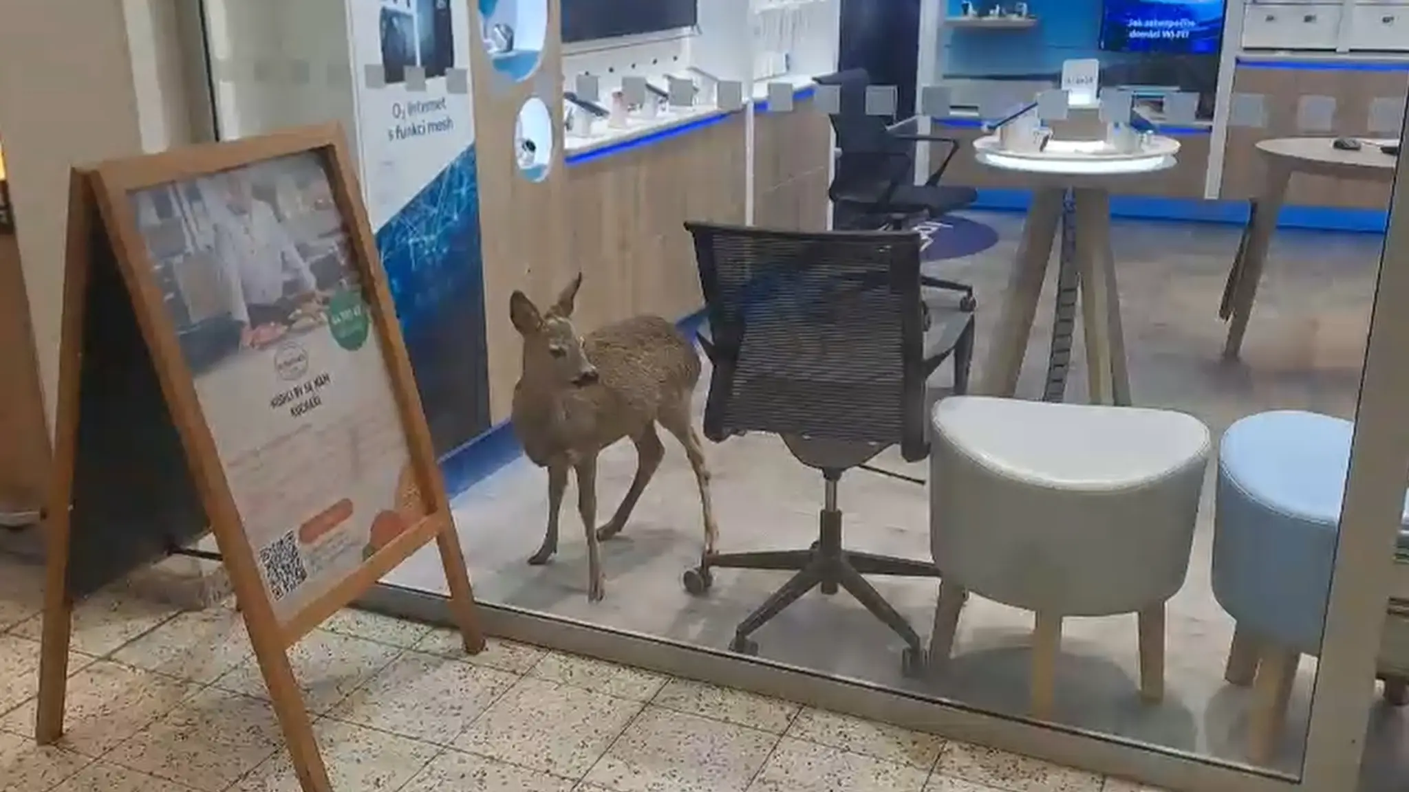 Do pardubického obchodného domu vošla srnka