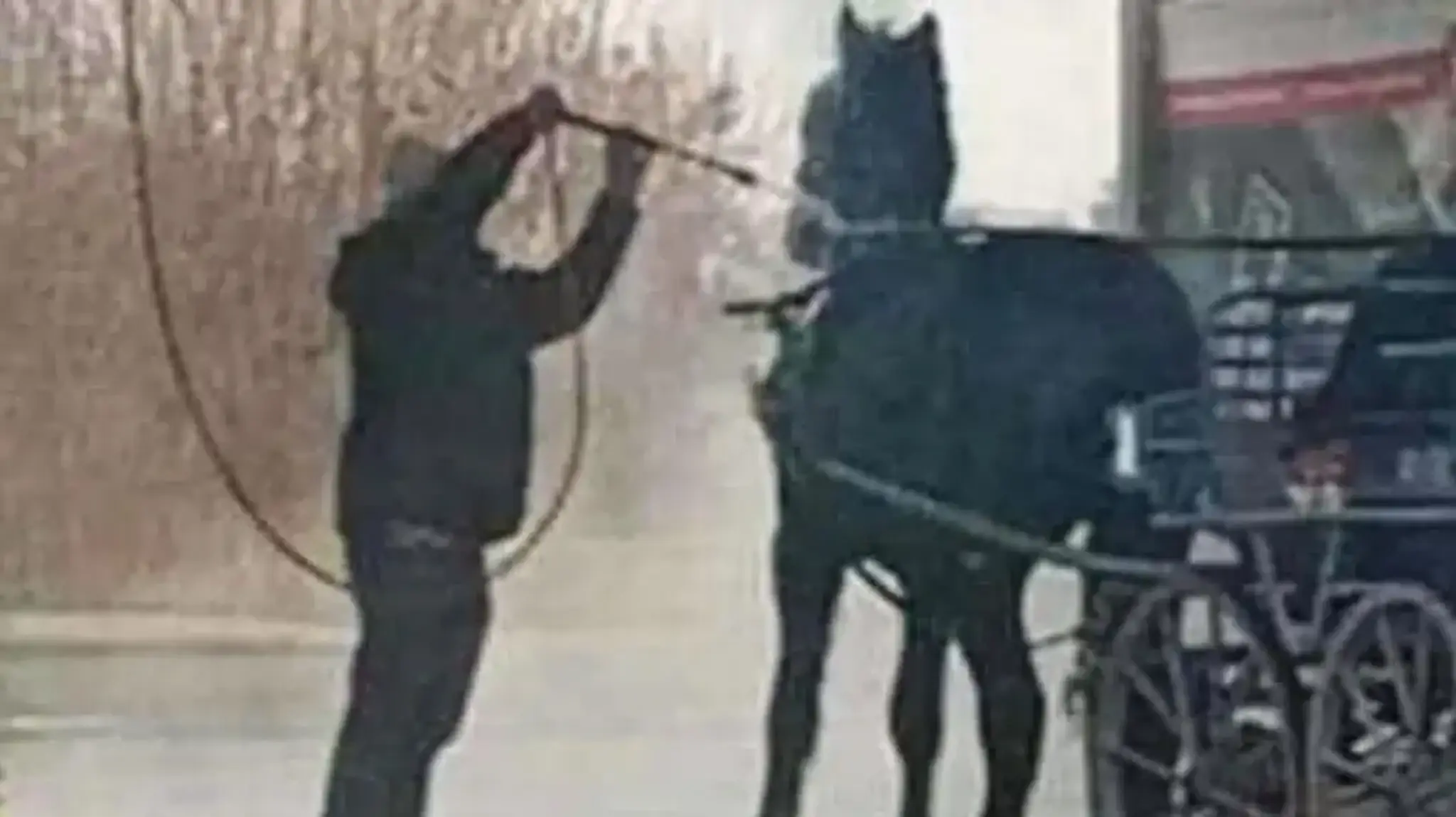 Muž umýva kone v autoumyvárni 