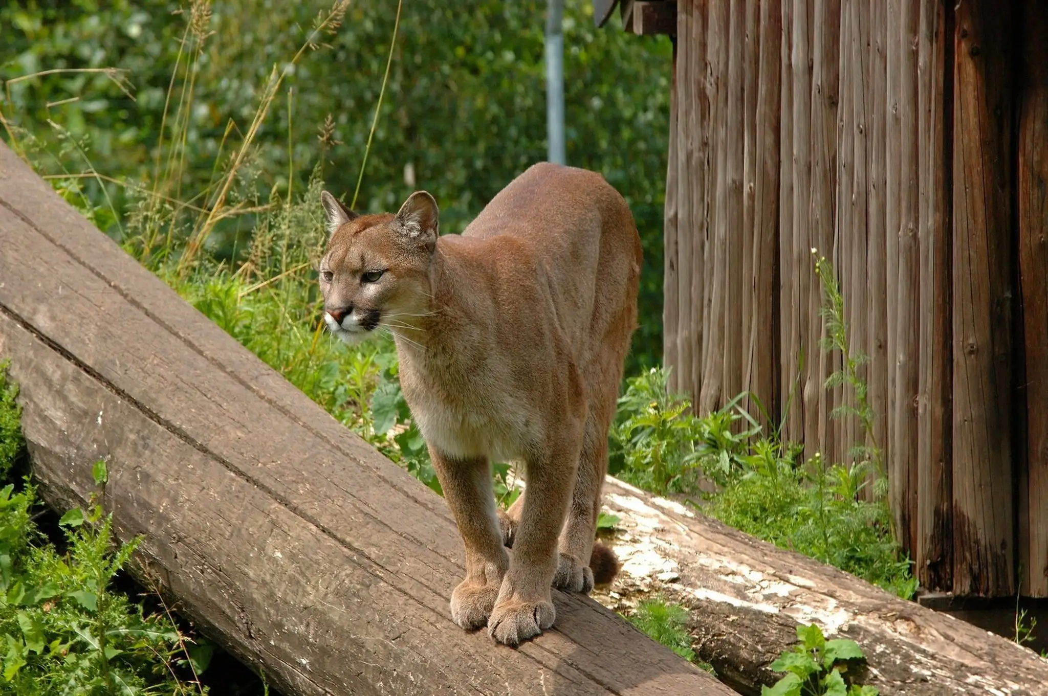 Puma- ilustračná snímka.