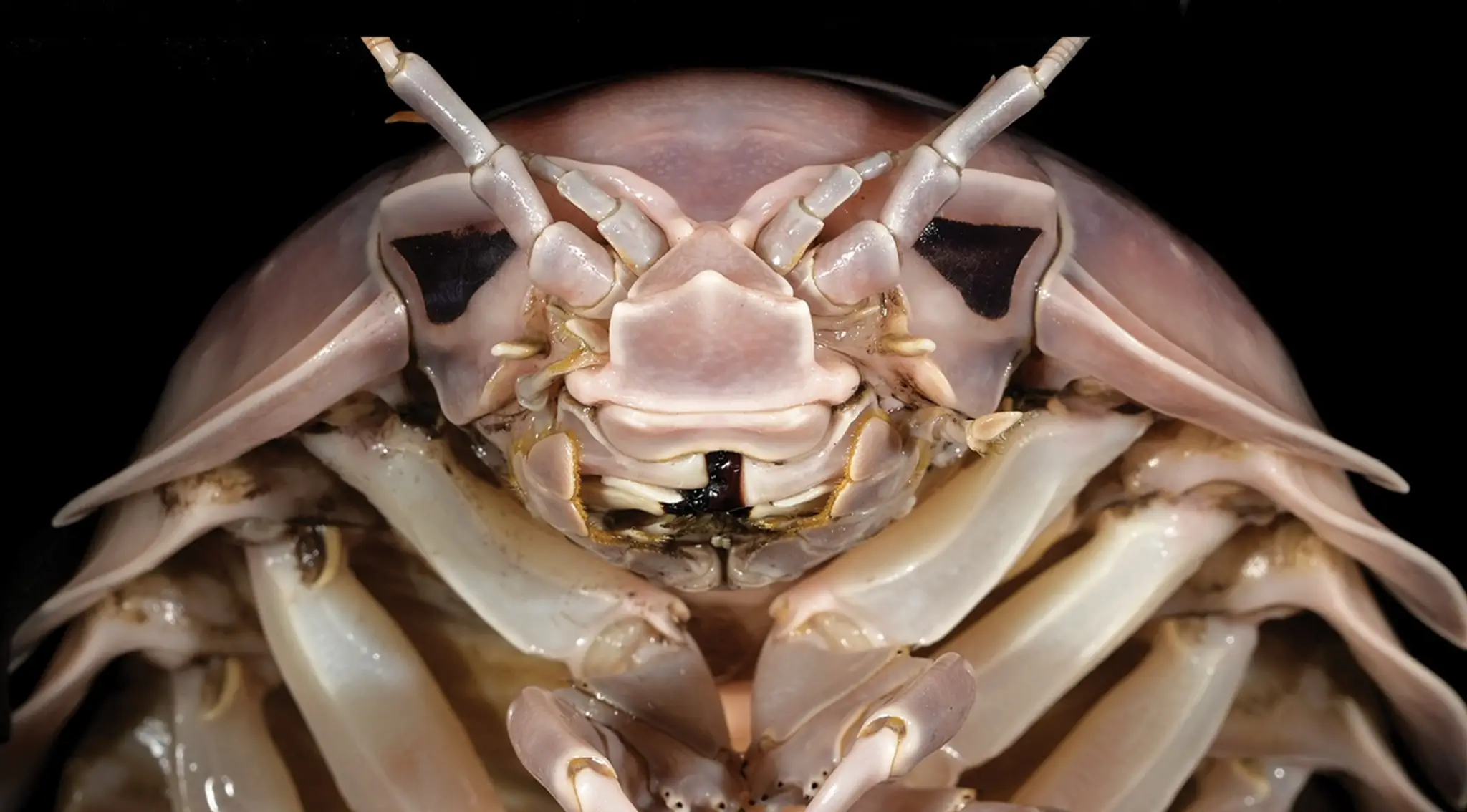 Bathynomus vaderi.