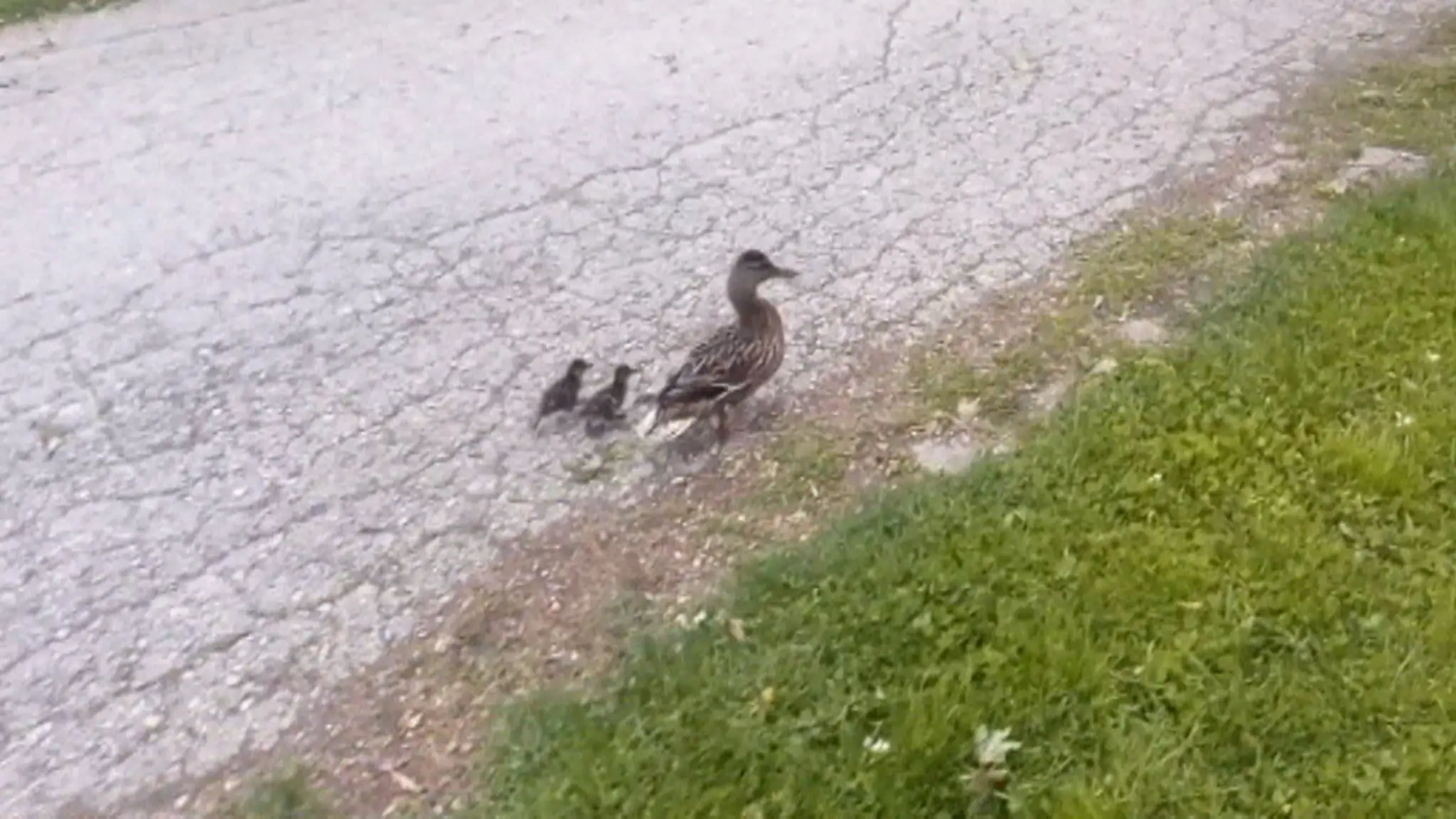 Policajti ratovali kačice.