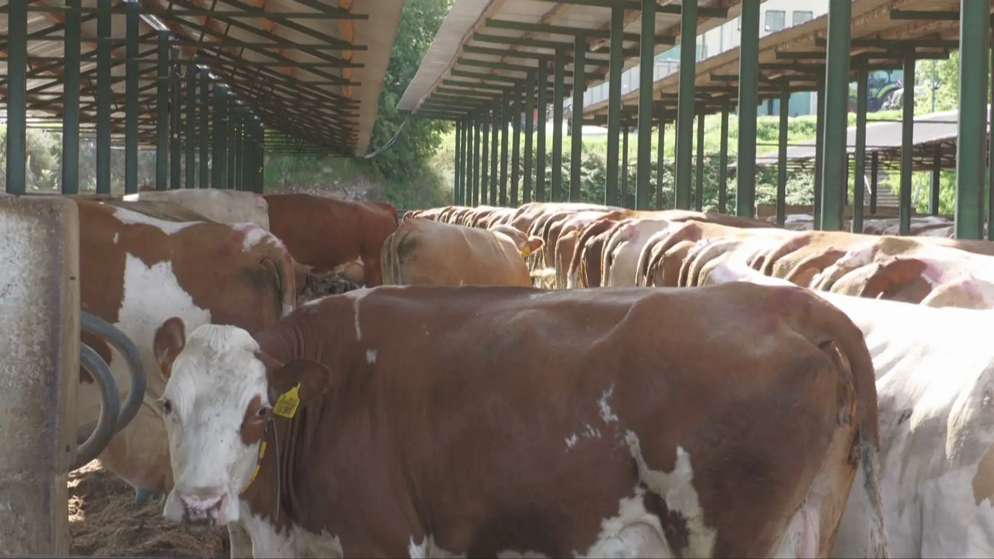 Hygienici a veterinári hľadajú zdroj nákazy Q horúčkou