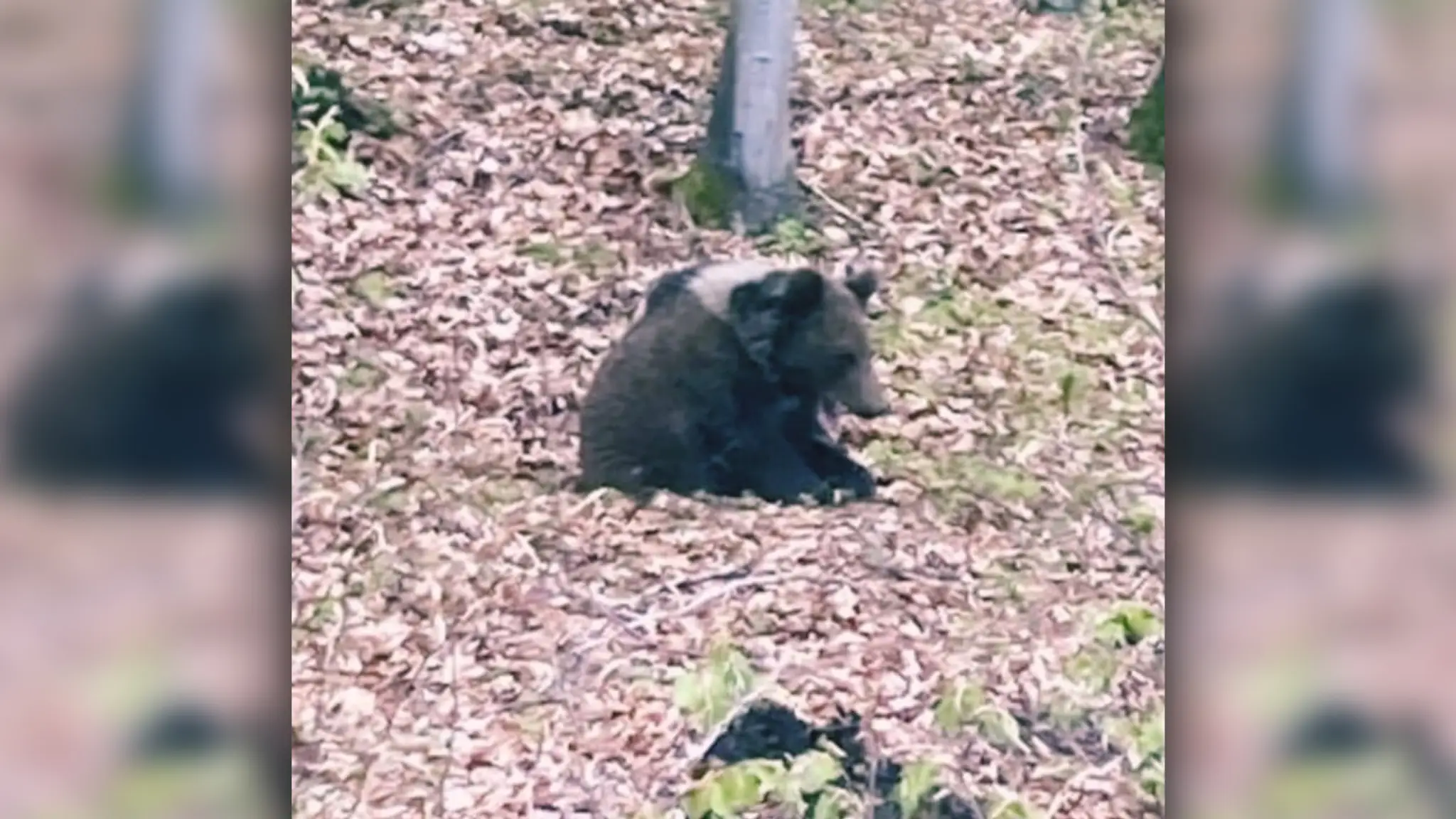 Medveď sedí v lístí.