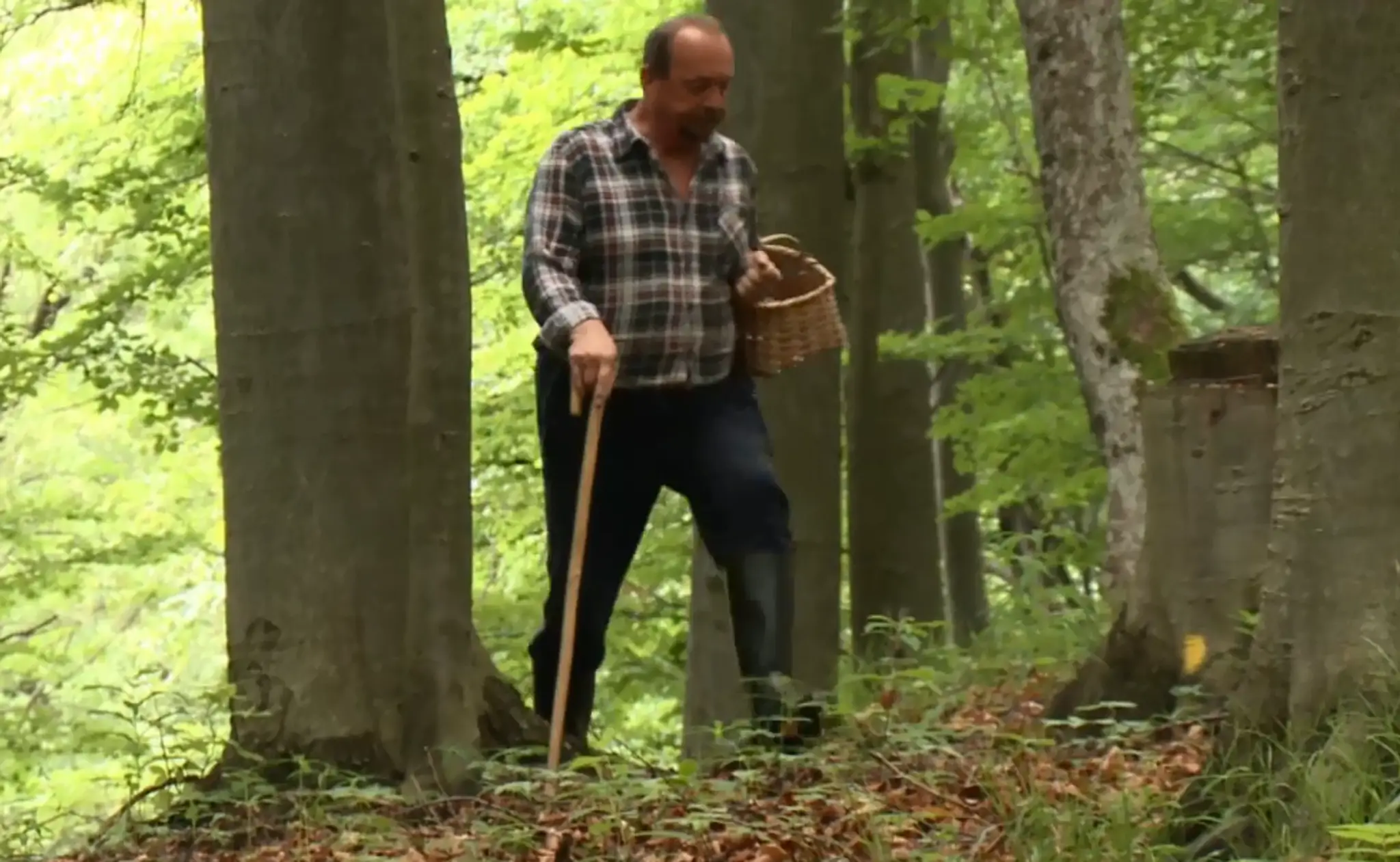 Hubár v lese