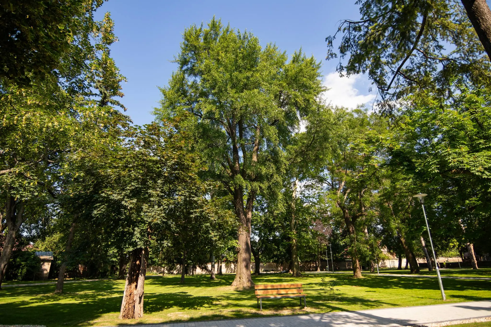 10. Ginko dvojlaločné (Ginko biloba)