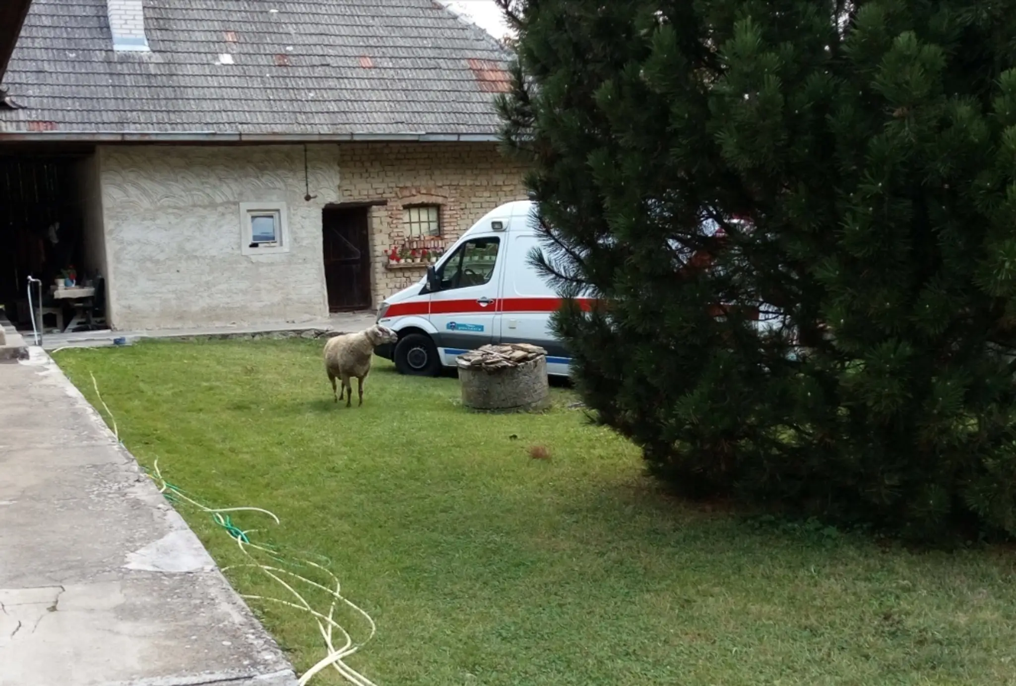 Baran napadol ženu.