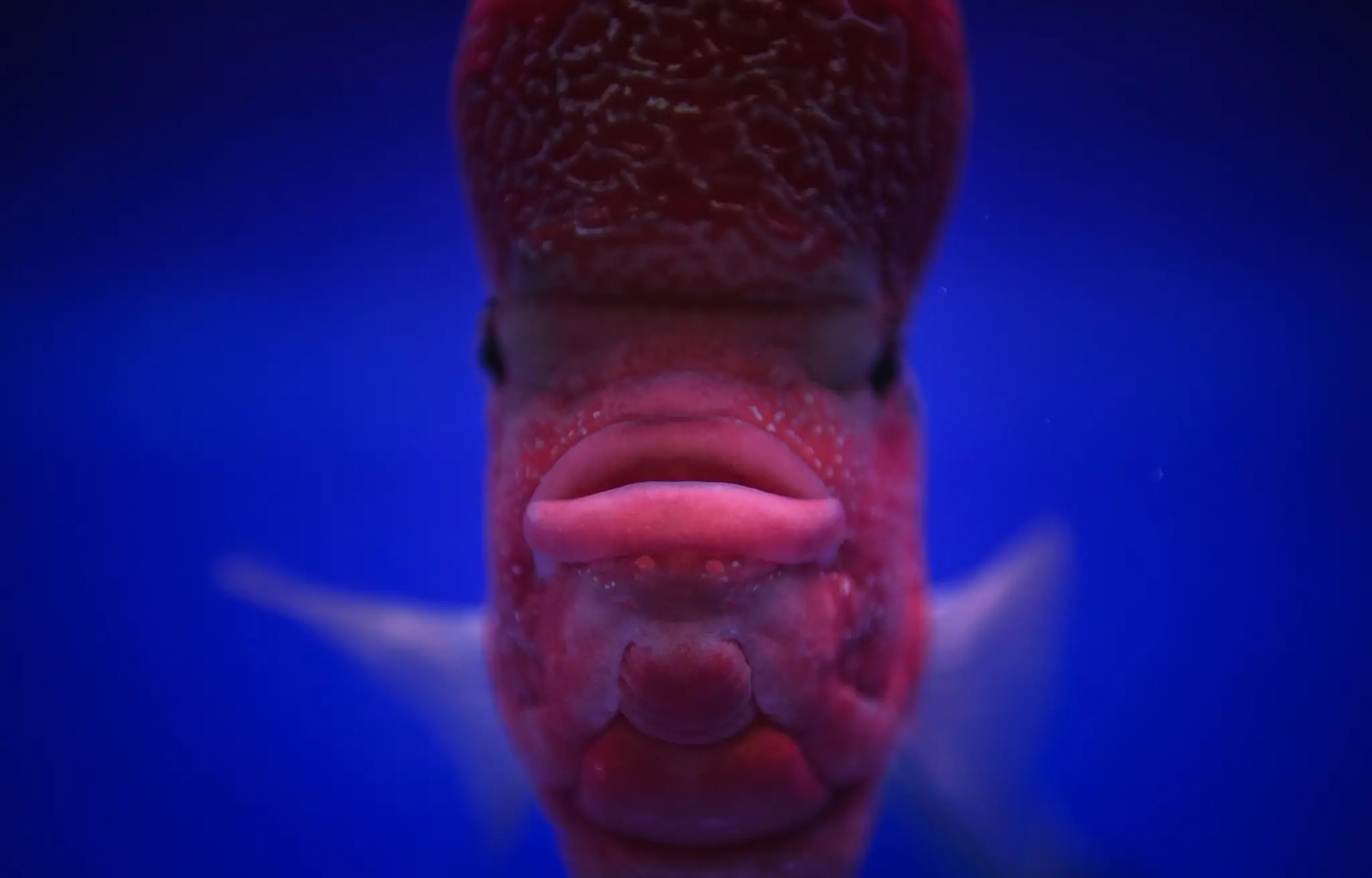 Cichlida flowerhorn