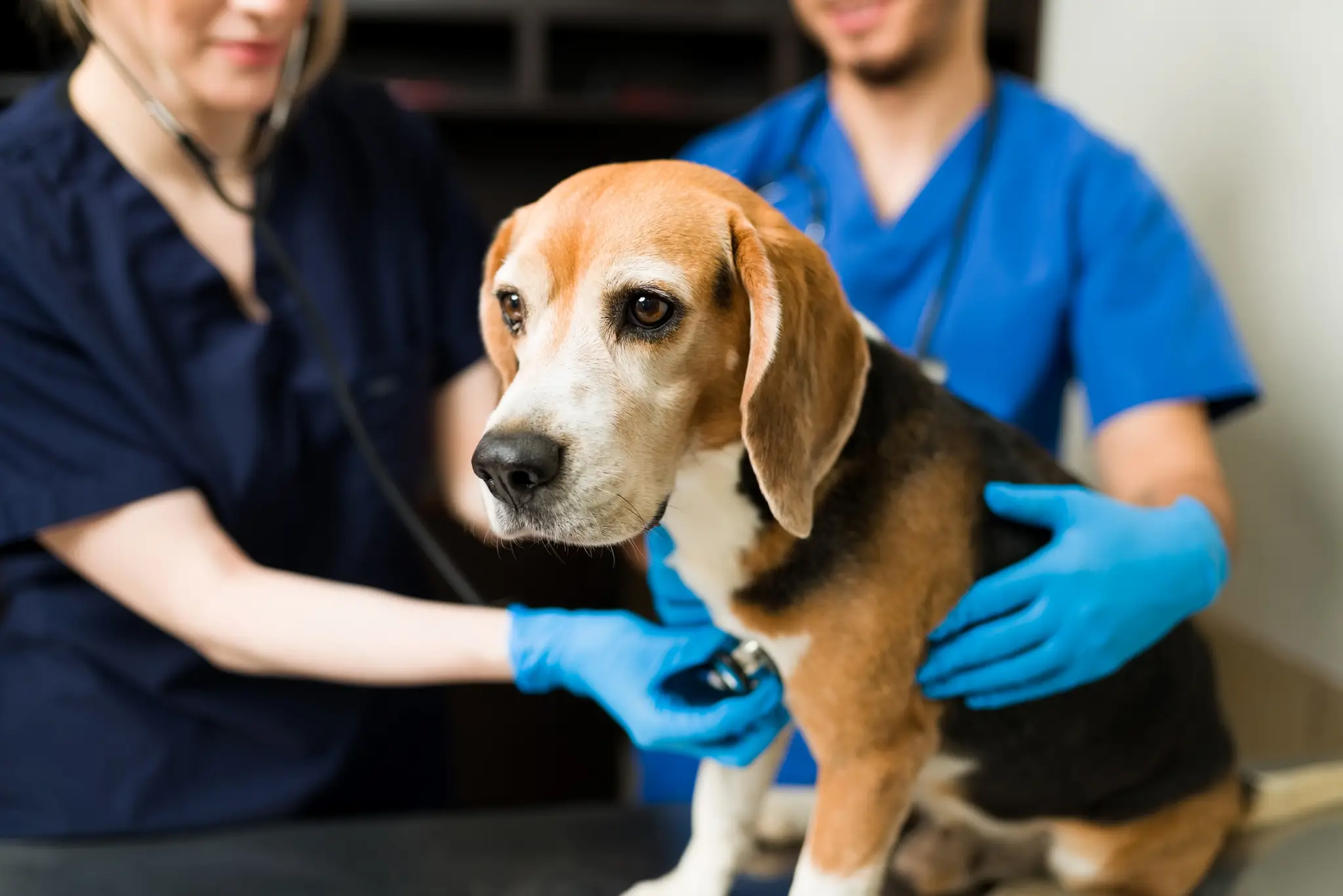 Pes u veterinára.