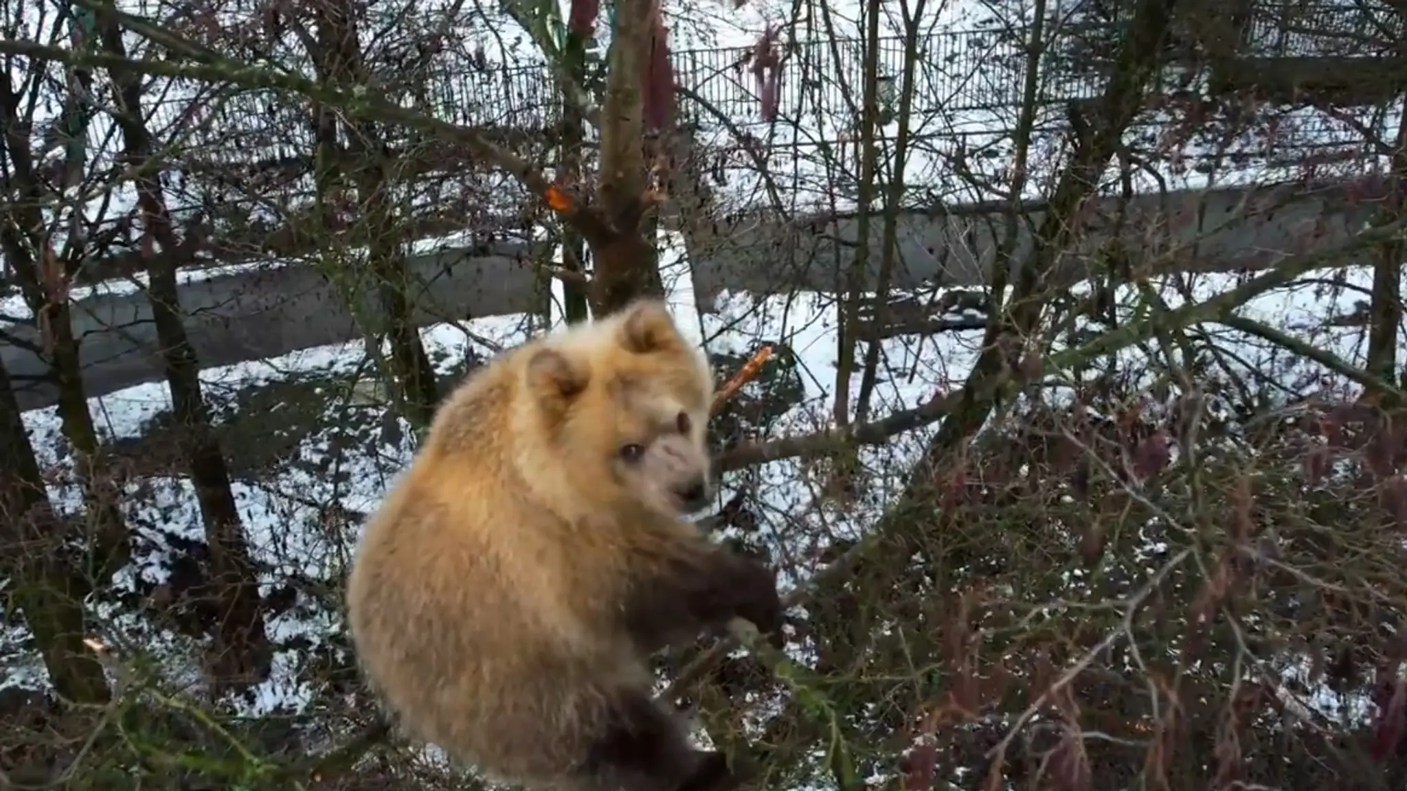 Medvieďa uviazlo na strome.