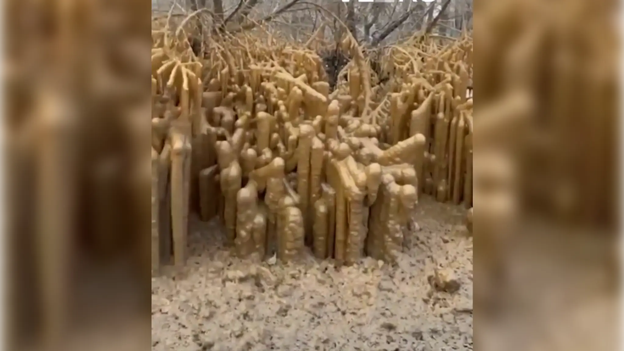 Fekálne stalagmity vo Volgograde.