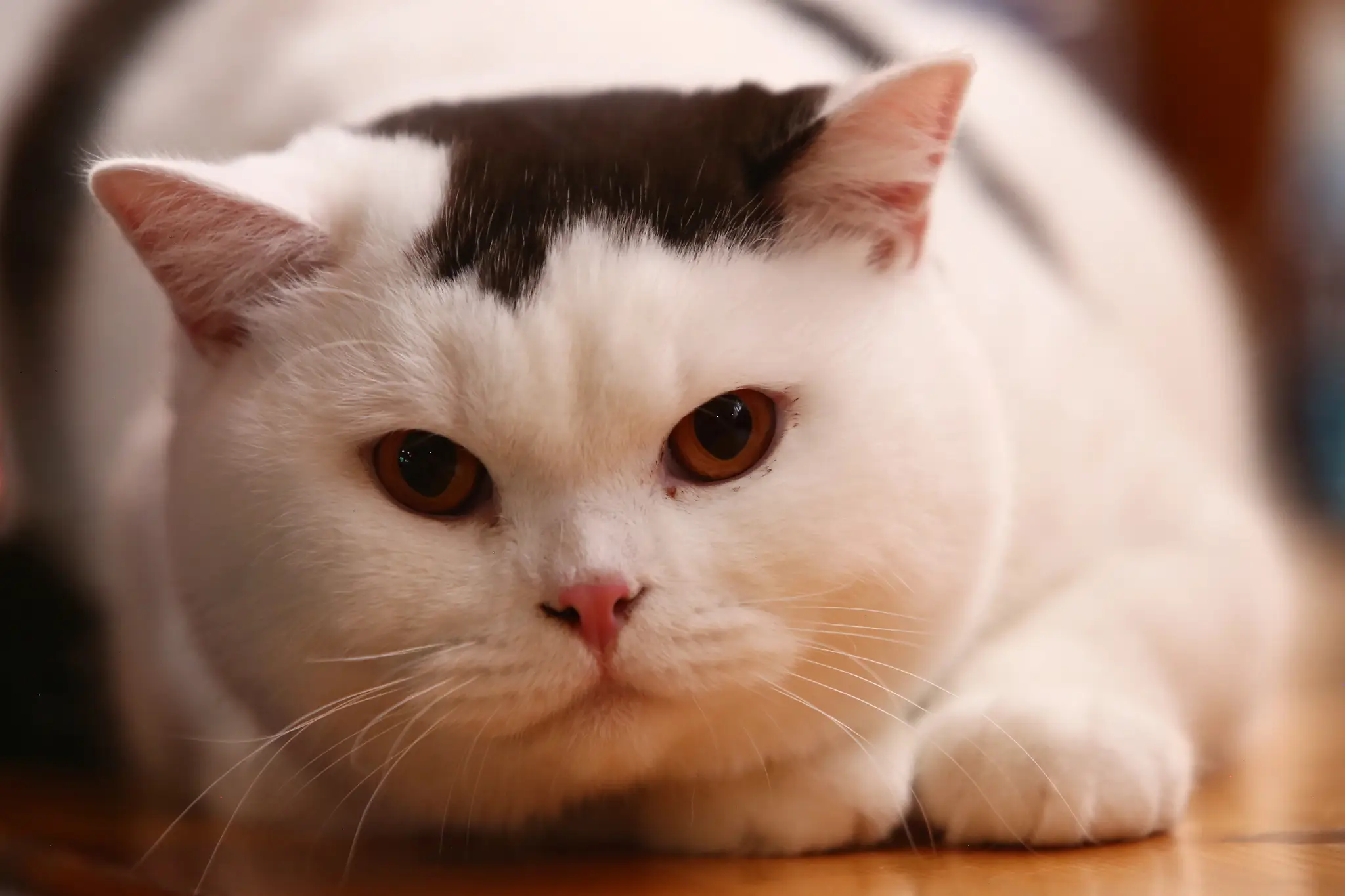 Mačka - ilustračná snímka