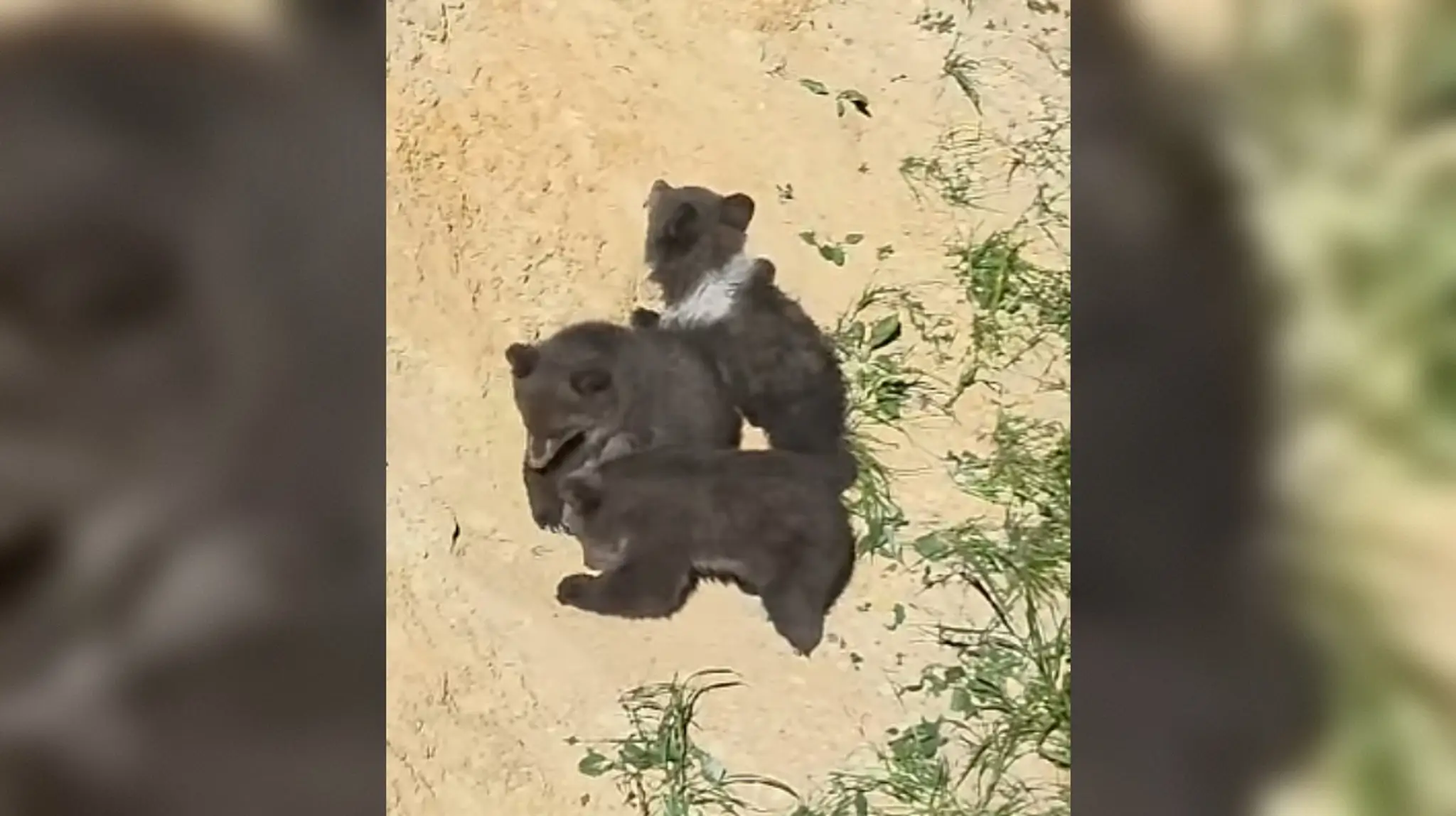 Medvieďatá medzi seba prijali aj samičku Zoru. 