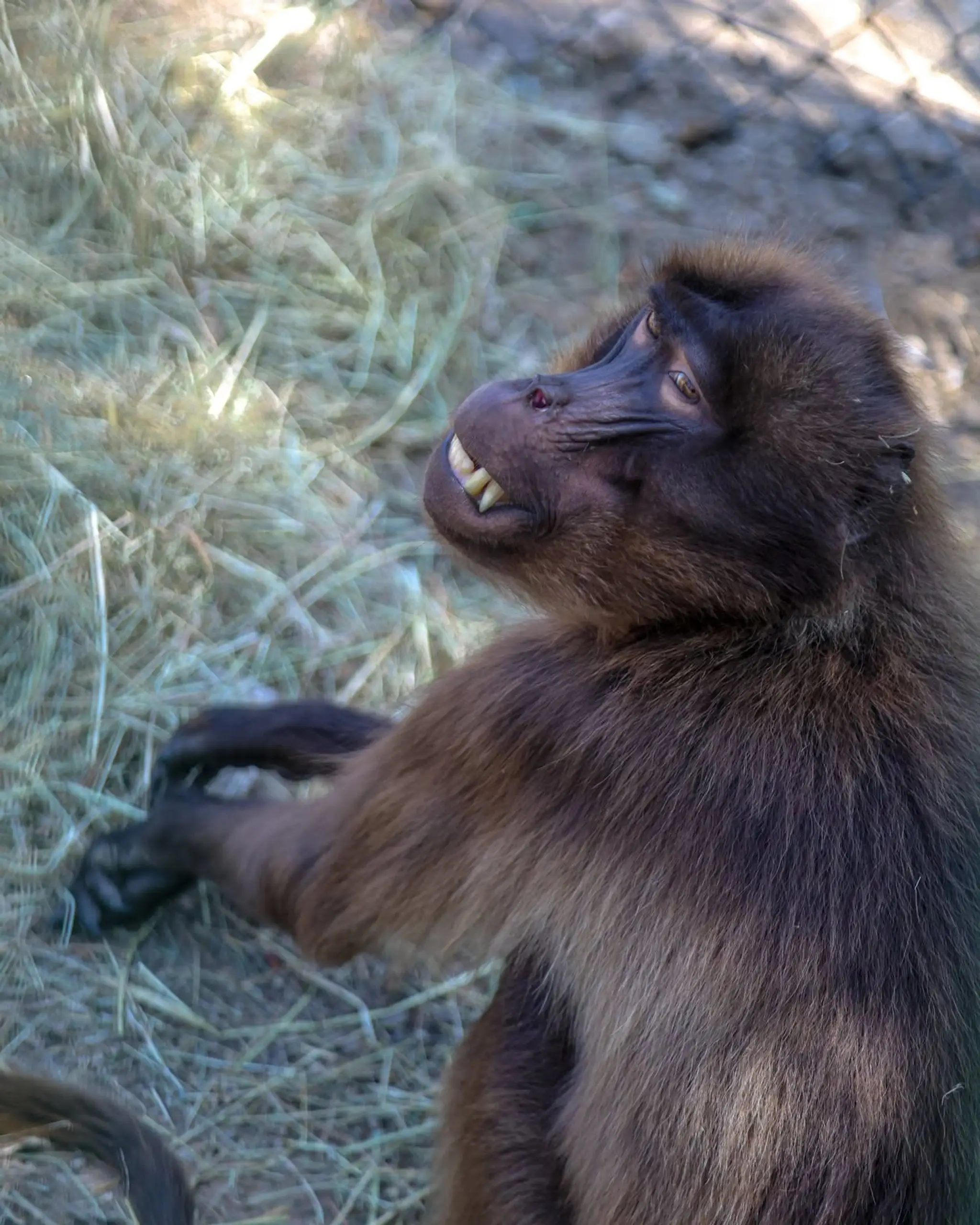 Bratislavská zoo privítala vzácnych paviánov dželada.