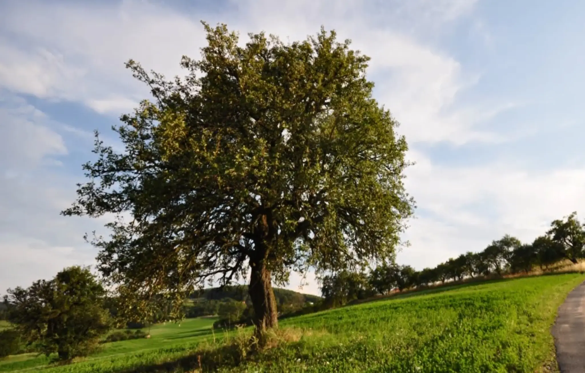 Bošácka hruška bojuje v európskej konkurencii