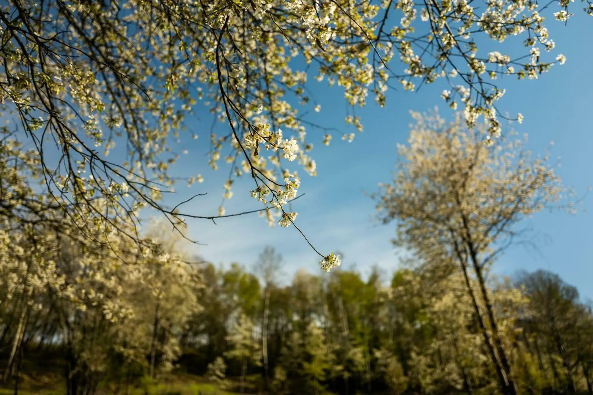 Brdárka na Gemeri opäť zakvitla tisíckami čerešní 