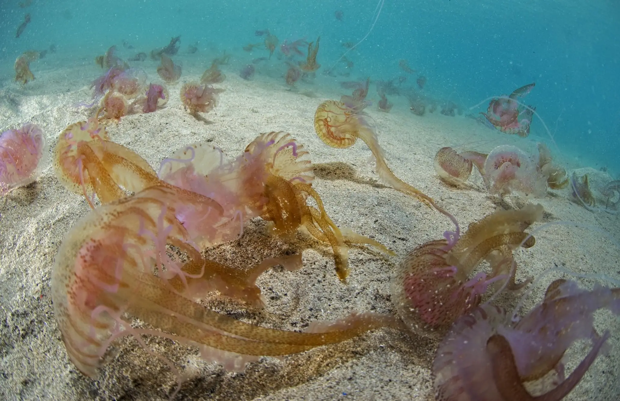 medúza svietivá (Pelagia noctiluca).