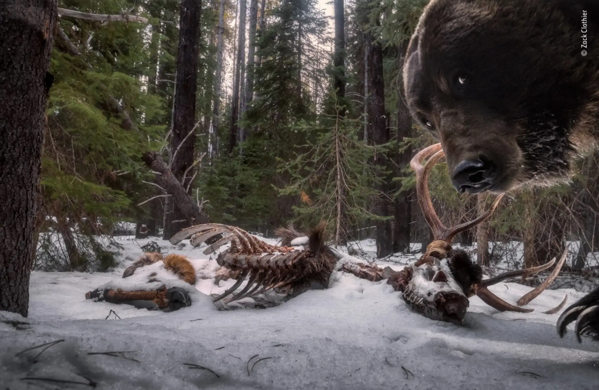 Víťazom v kategórii Zvieratá v prirodzenom prostredí je Zack Clothier z USA so snímkou medveďa grizzlyho.