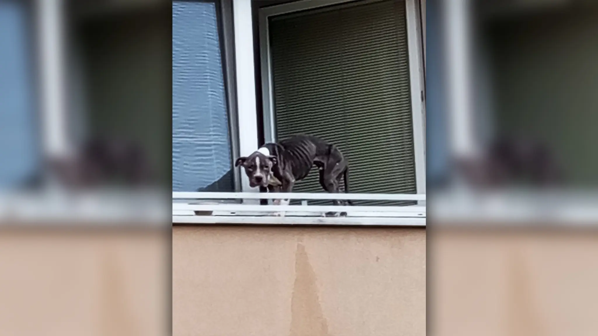 Úbohé zviera zachránilo, že si ho všimol okoloidúci.