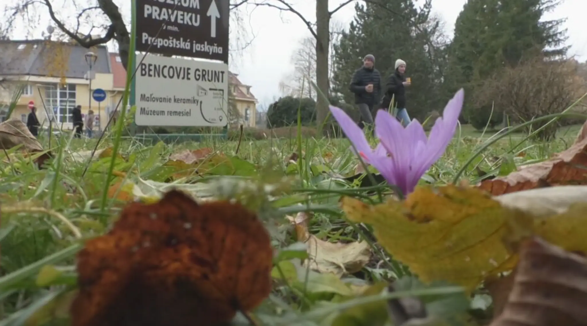 Šafran v Bojniciach