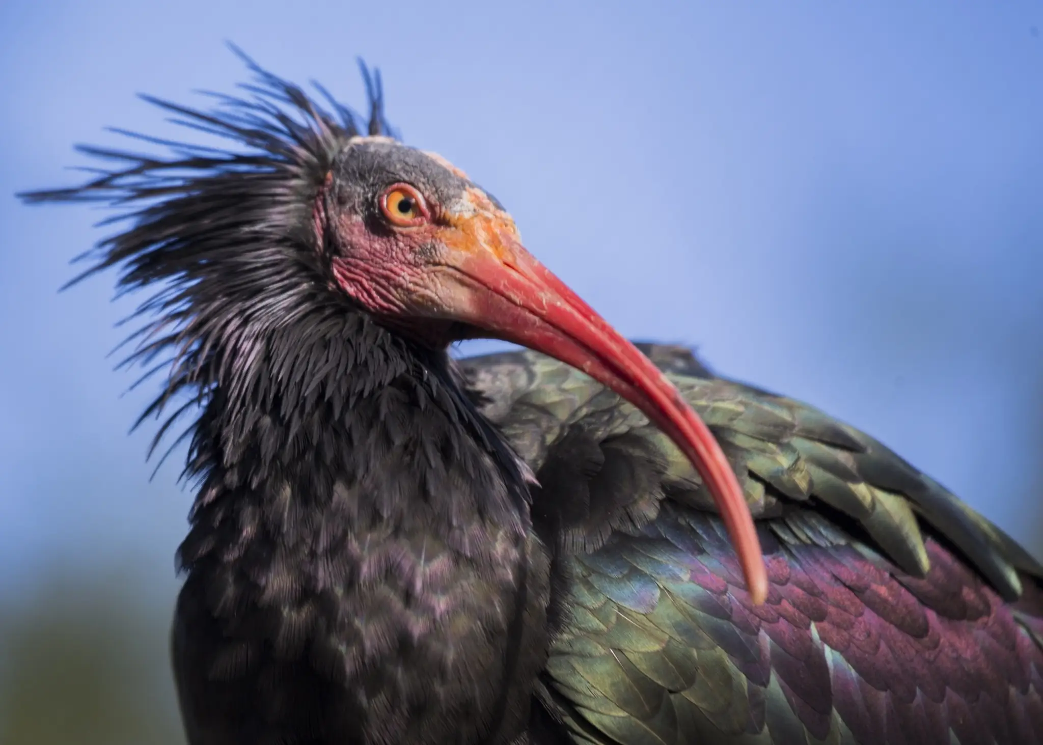 Ibis skalný.
