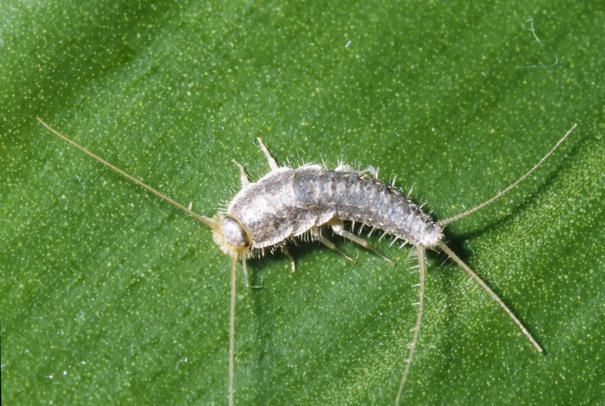 Švehla obyčajná.