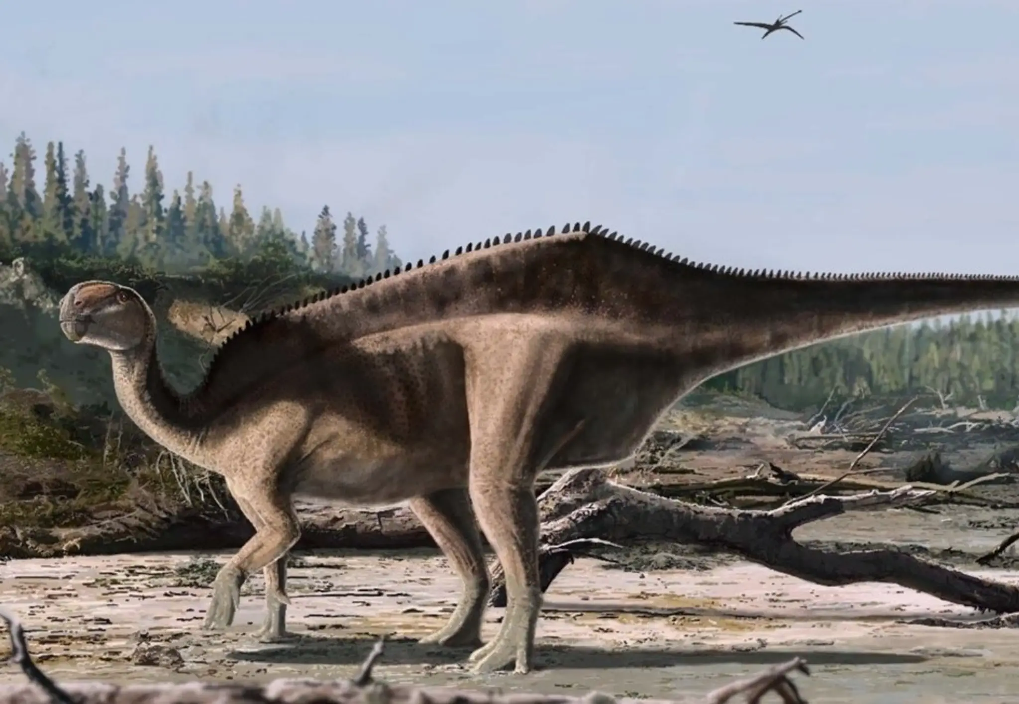 Istiorachis macaruthurae