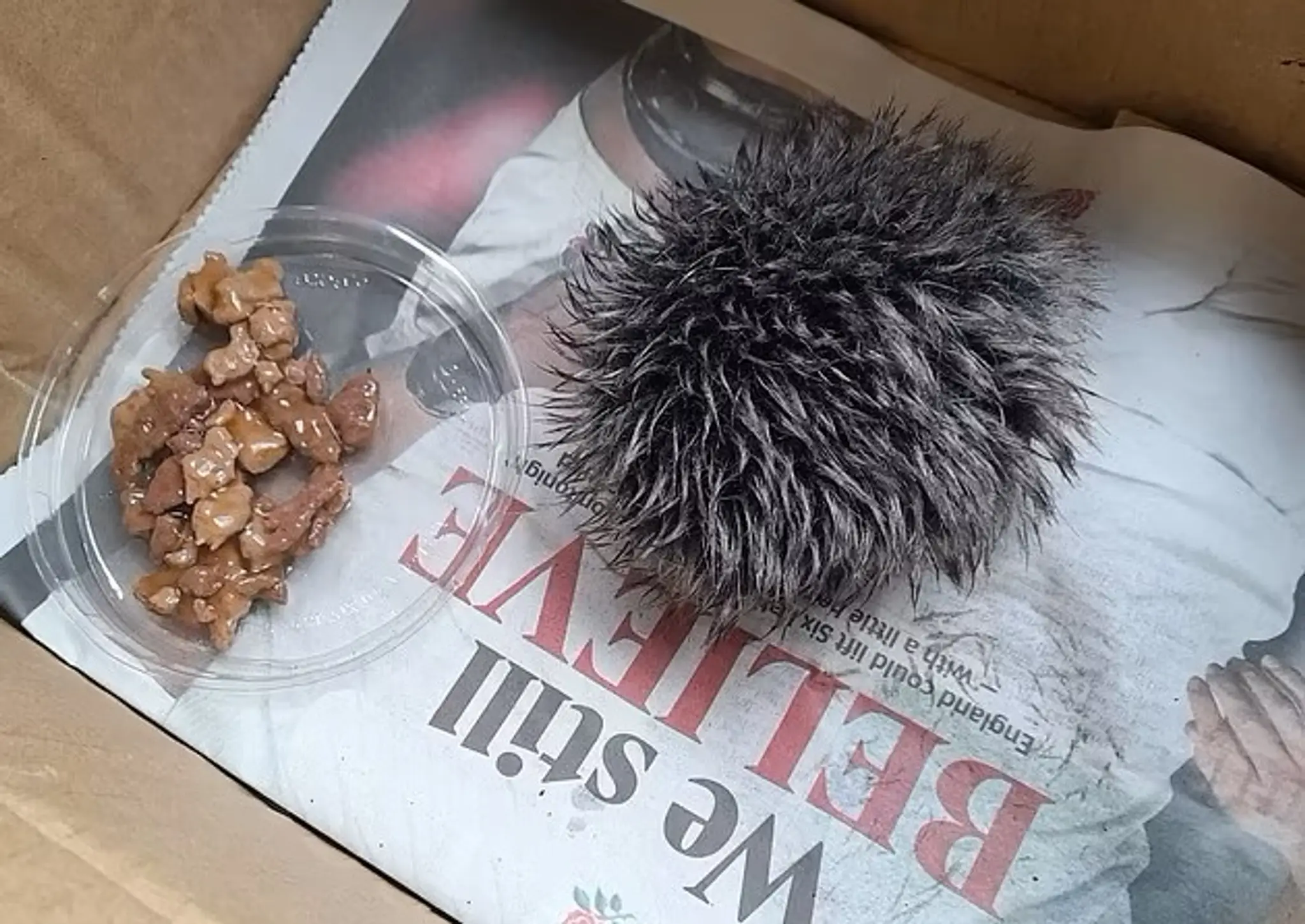 Krabica s falošným ježkom.