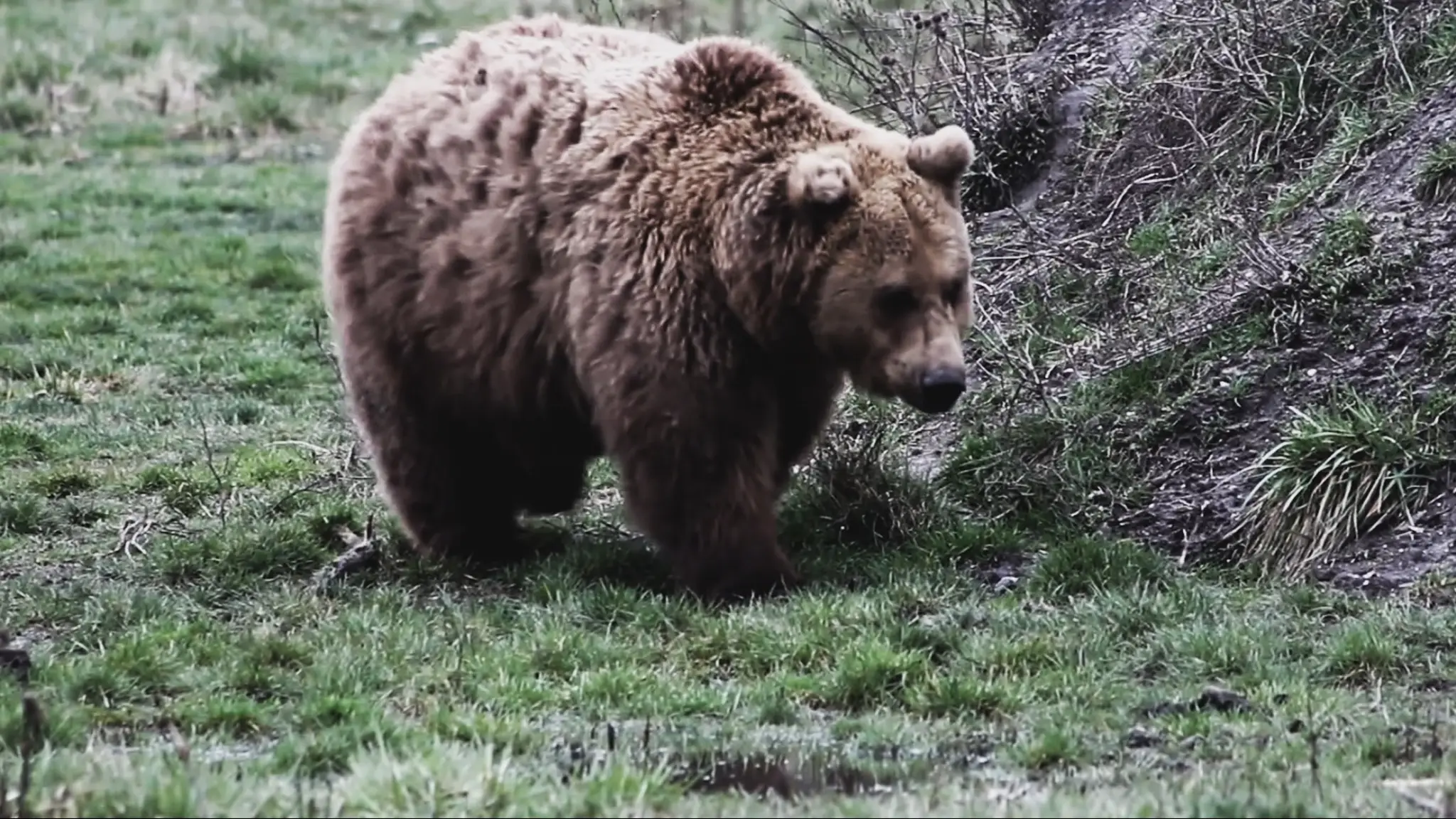 Medveď.