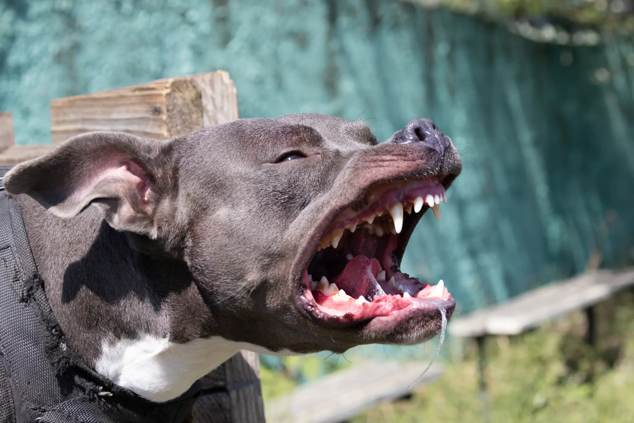 Pitbul.