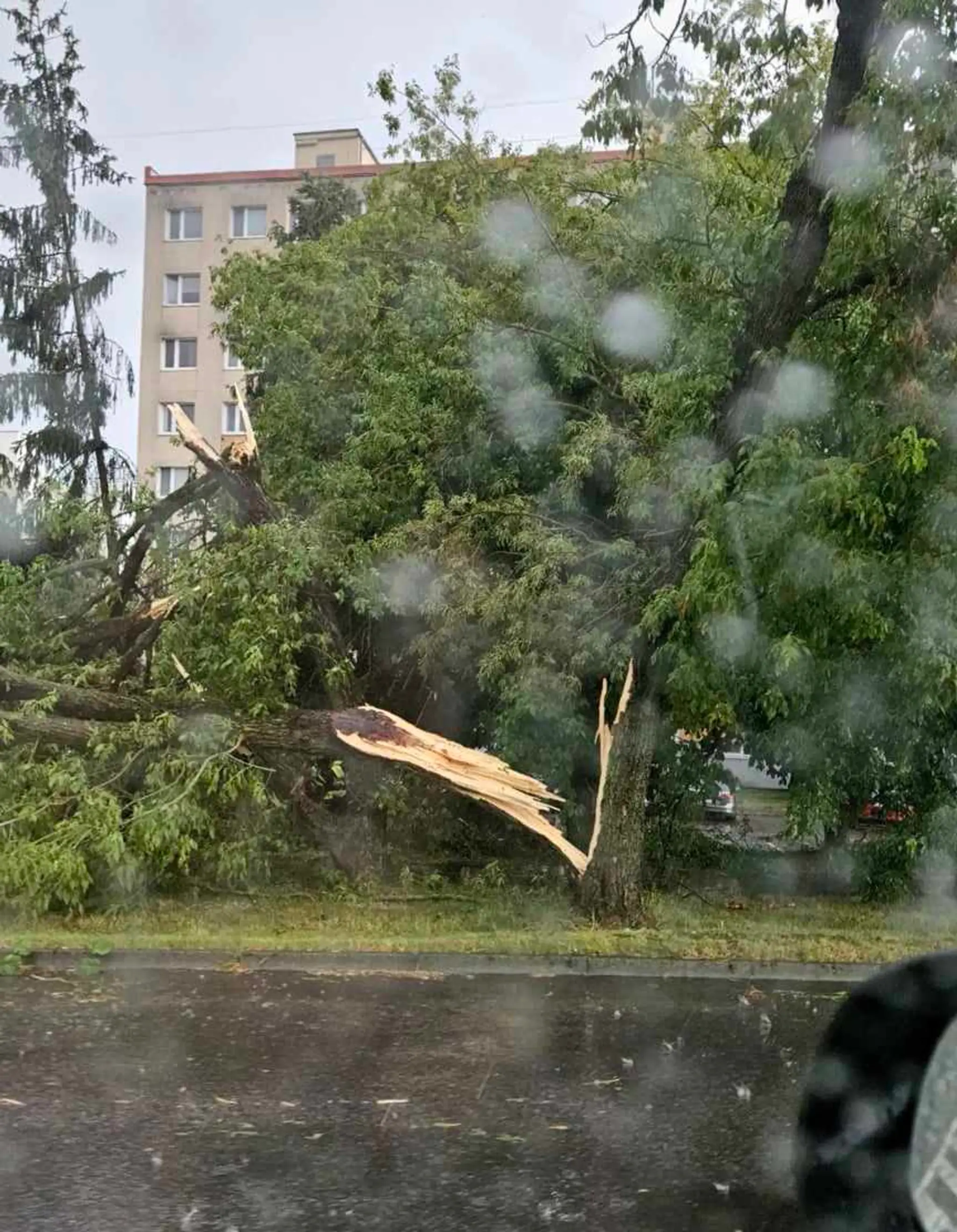 Padnutý strom vo Zvolene
