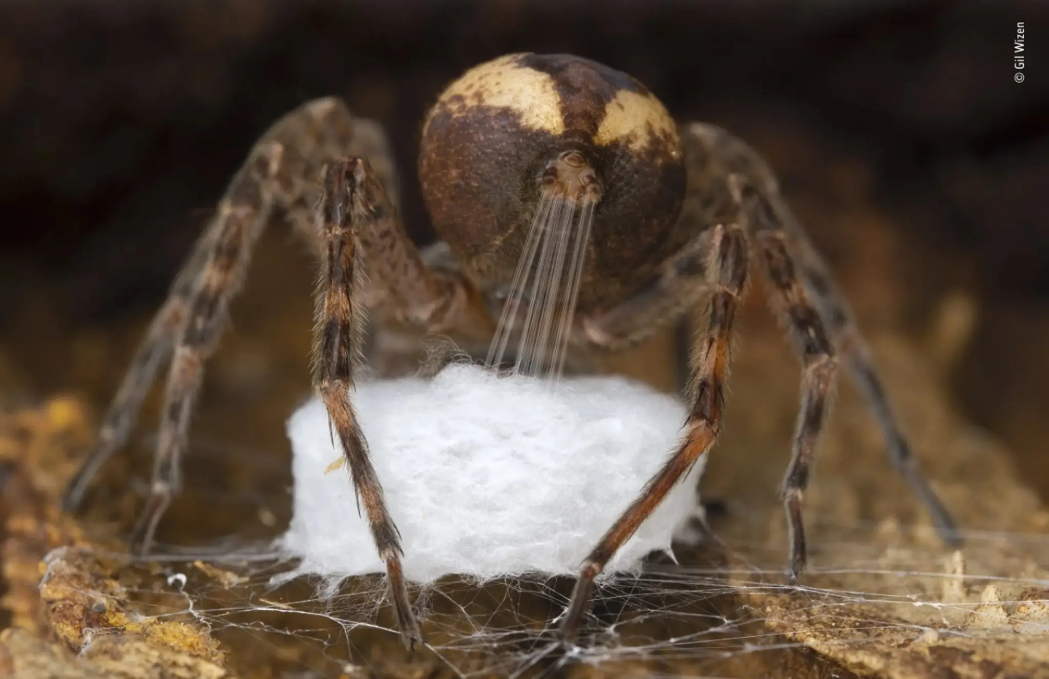 Víťazom v kategórii Bezstavovce sa stal Gil Wizen z Izraela so snímkou, na ktorej zachytil pavúka lovčíka z rodu Dolomedes, ktor