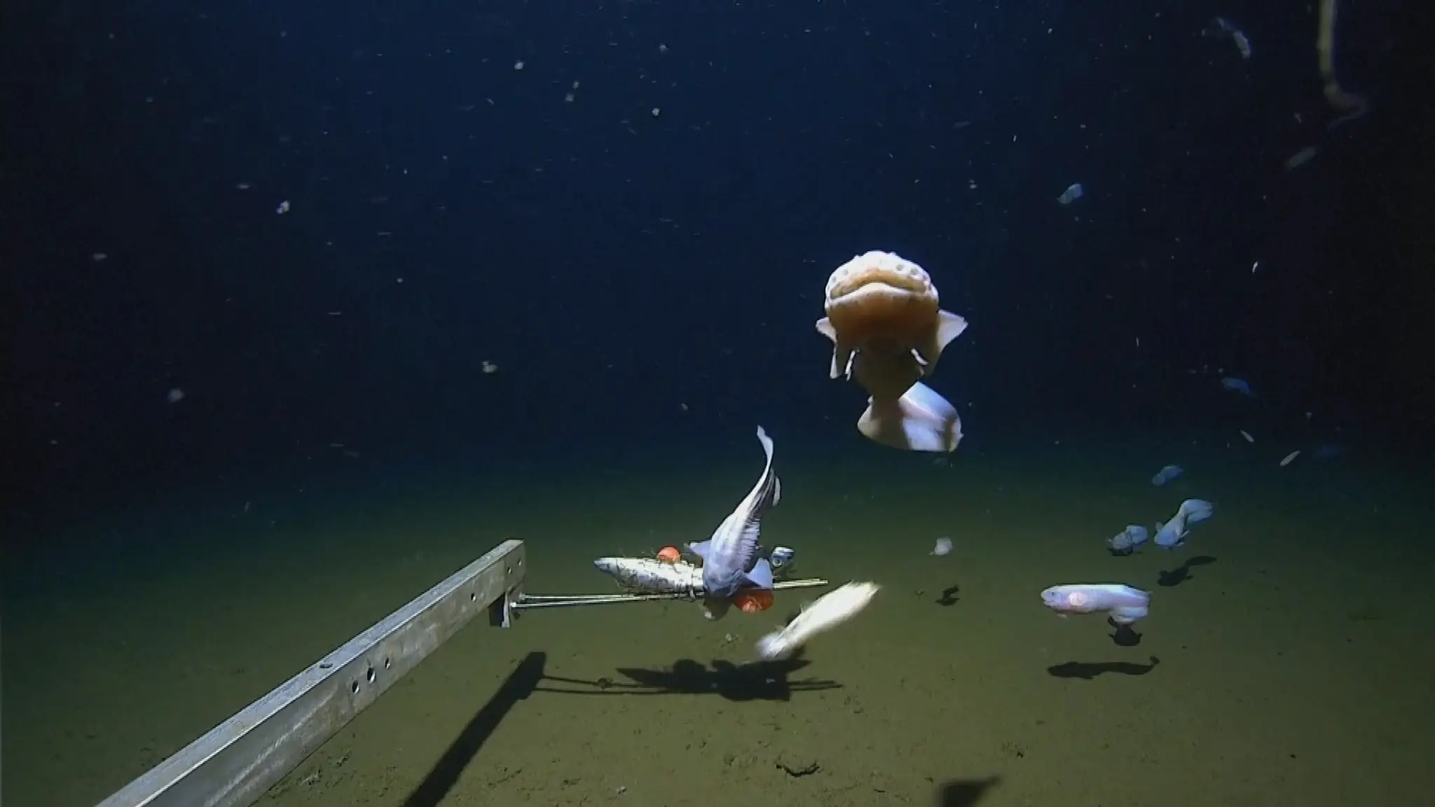 priekopa.jpg_bez_watermarku_1