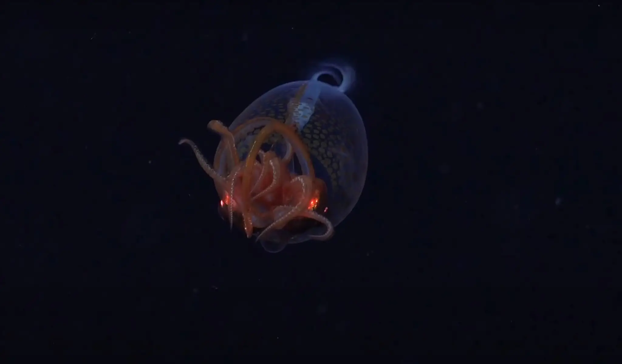 Kalmár Hamiltonov (Mesonychoteuthis hamiltoni).