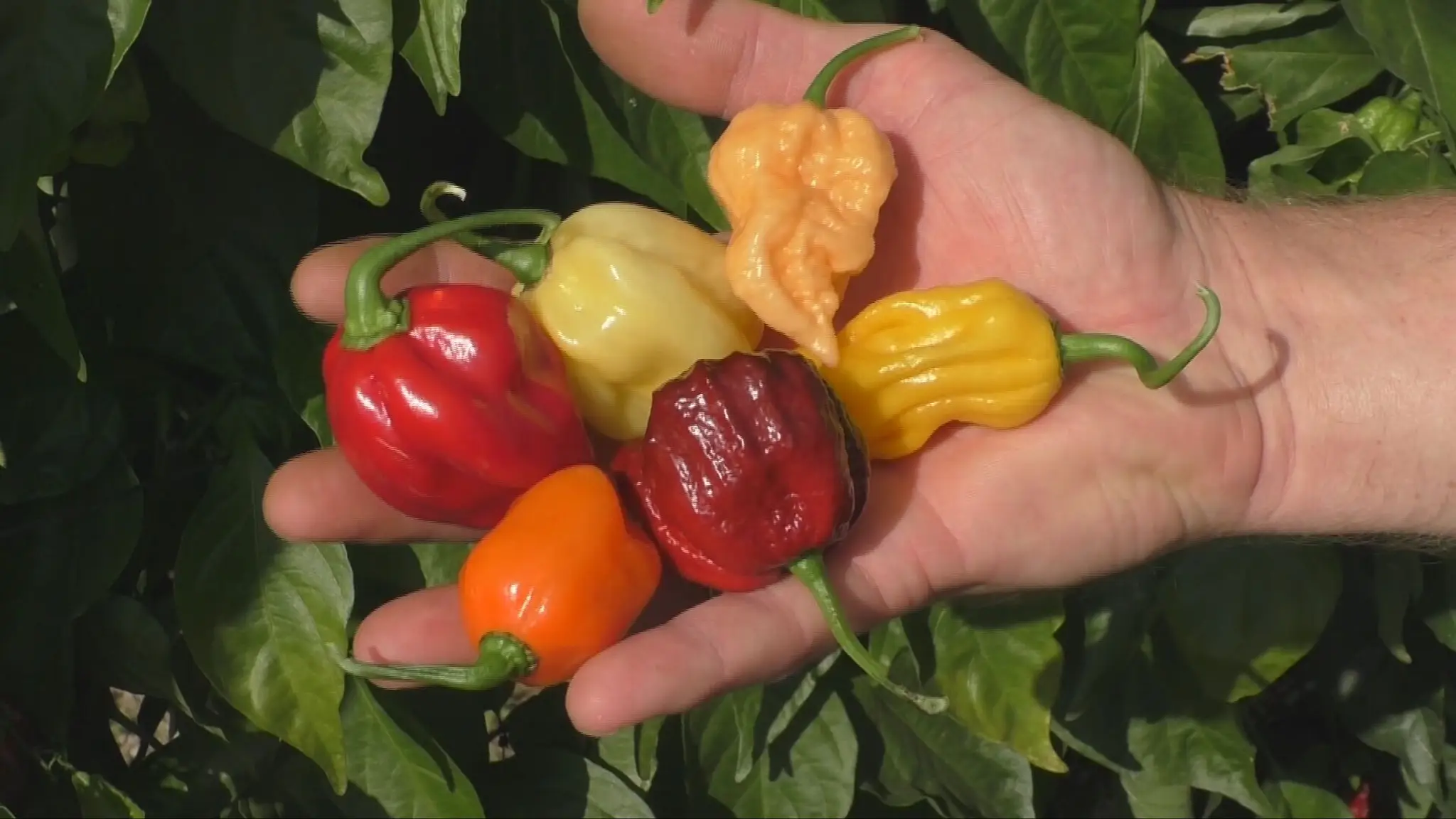 Obdobie zberu chilli papričiek.