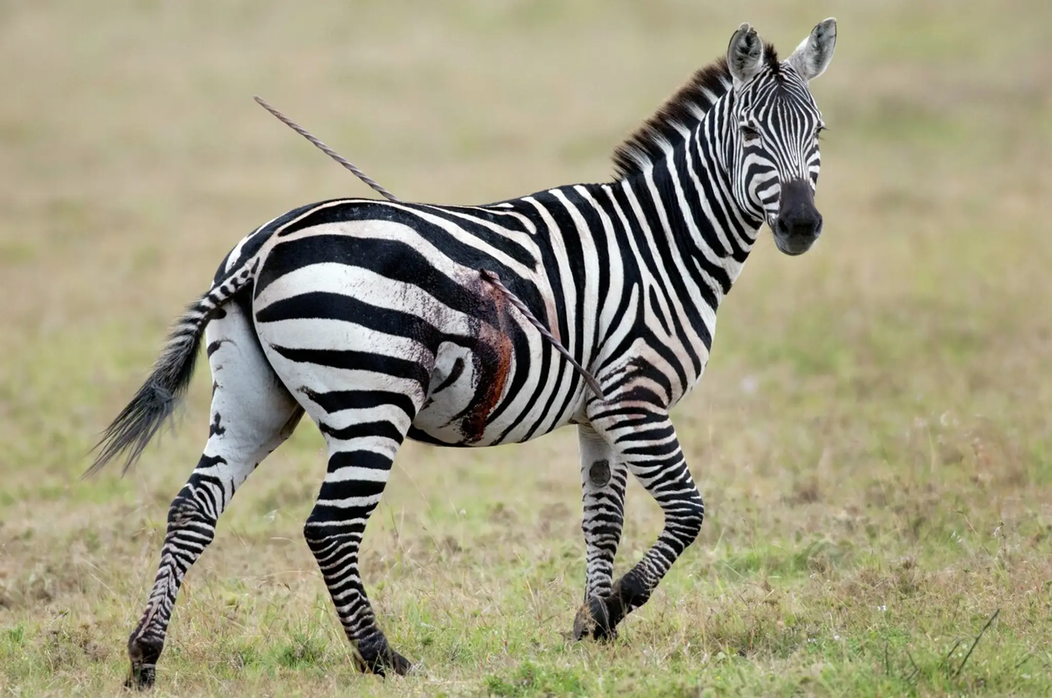 zebra1.jpg