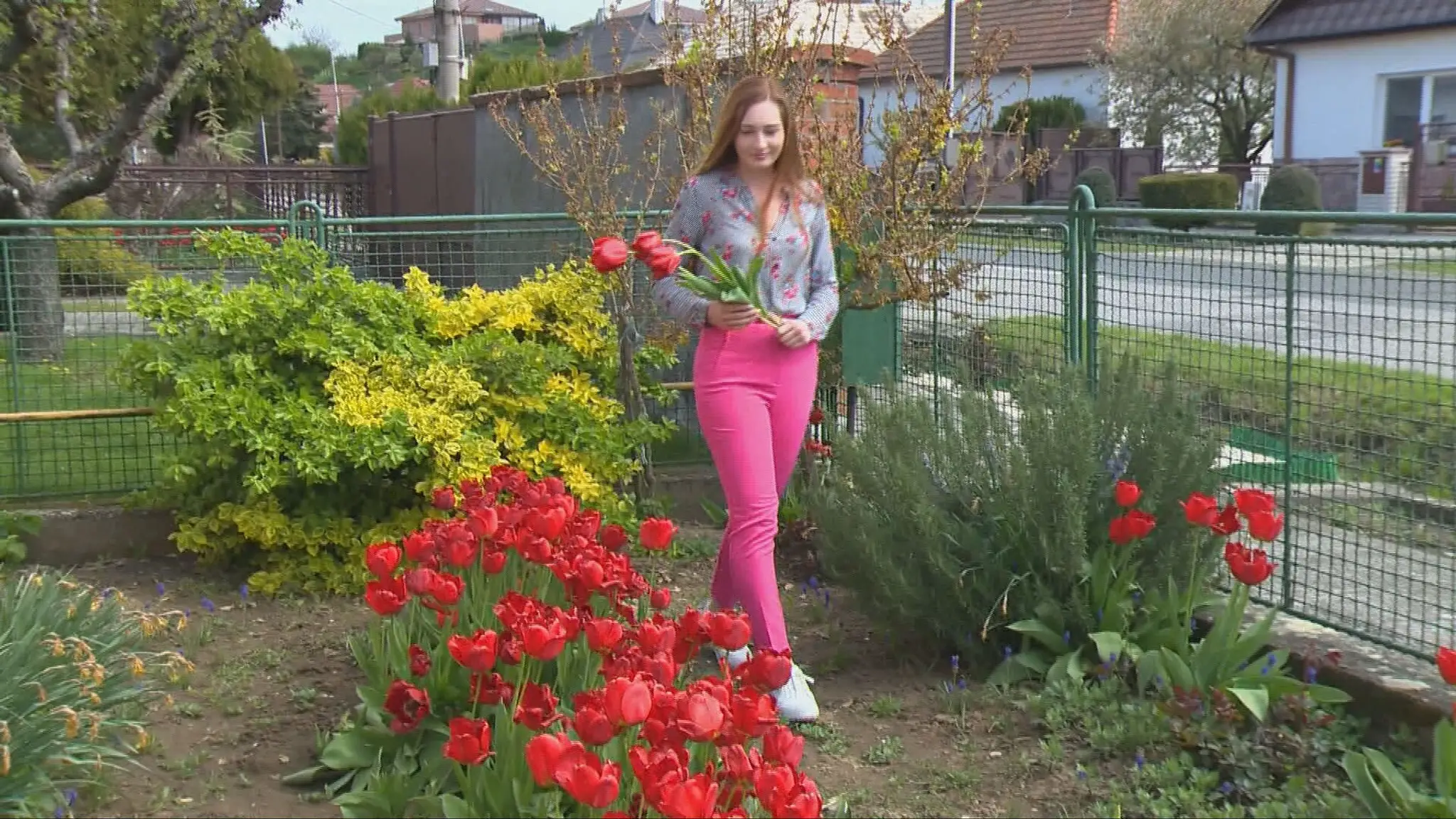 Tulipány 