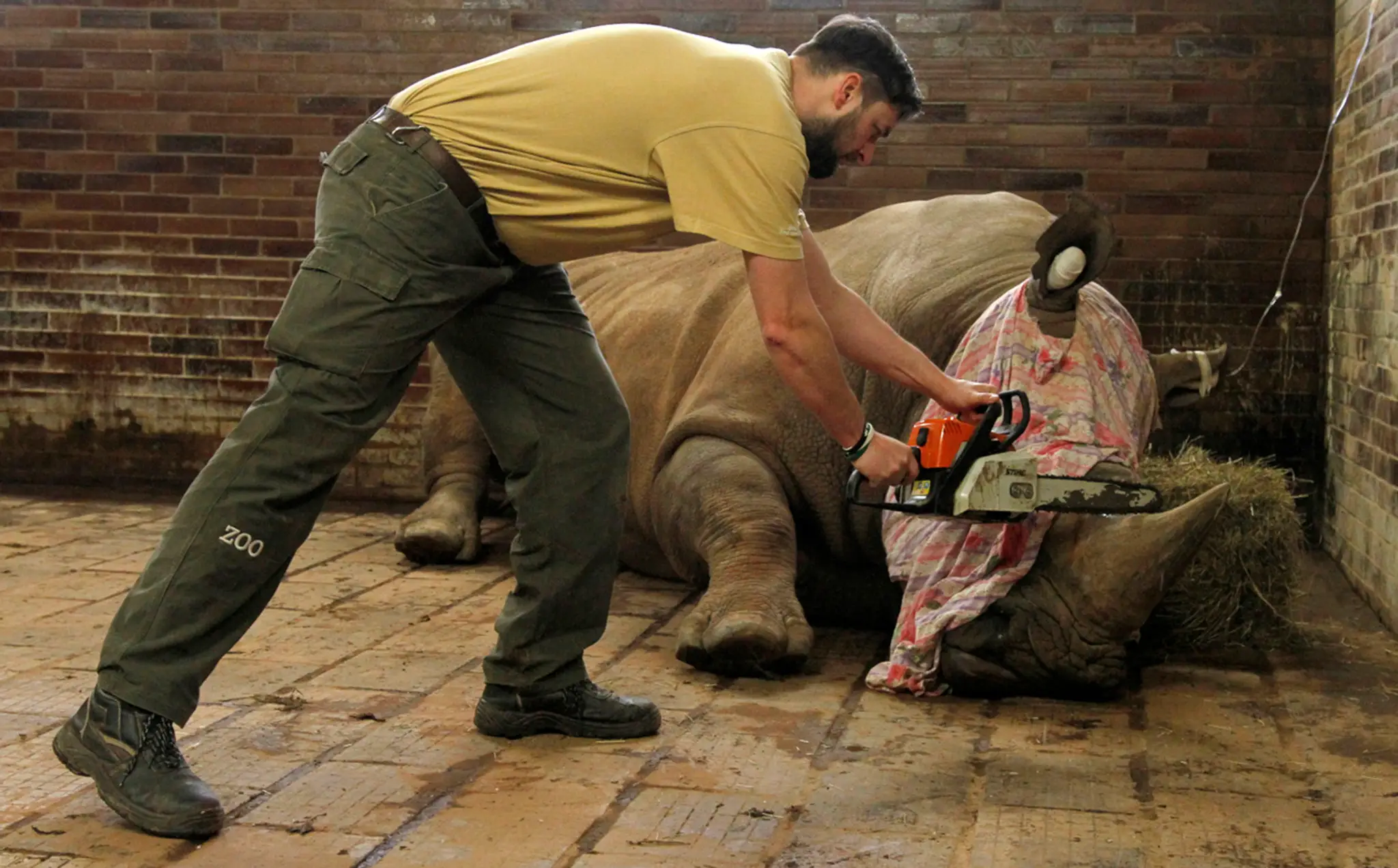 V pondelok zoologická záhrada skrátila roh prvému zo svojich nosorožcov. 