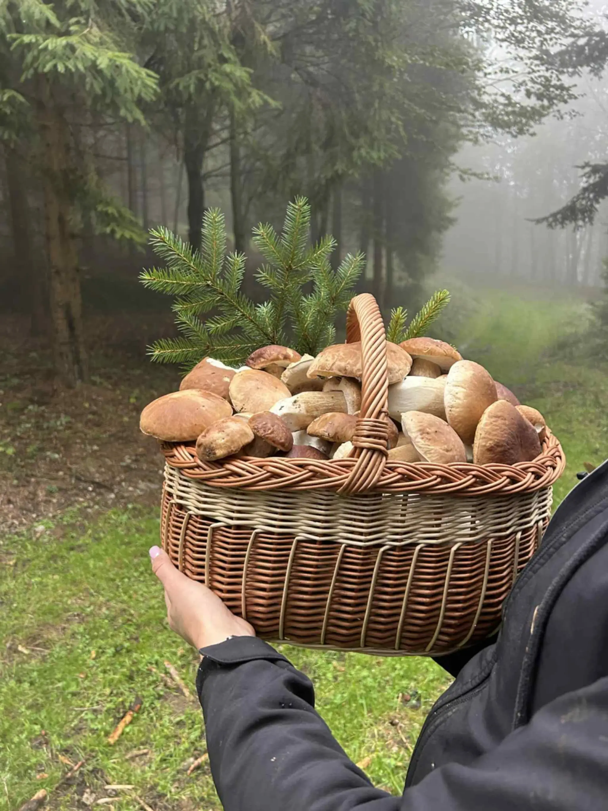 Paľo bol na huby v okolí Krompách 