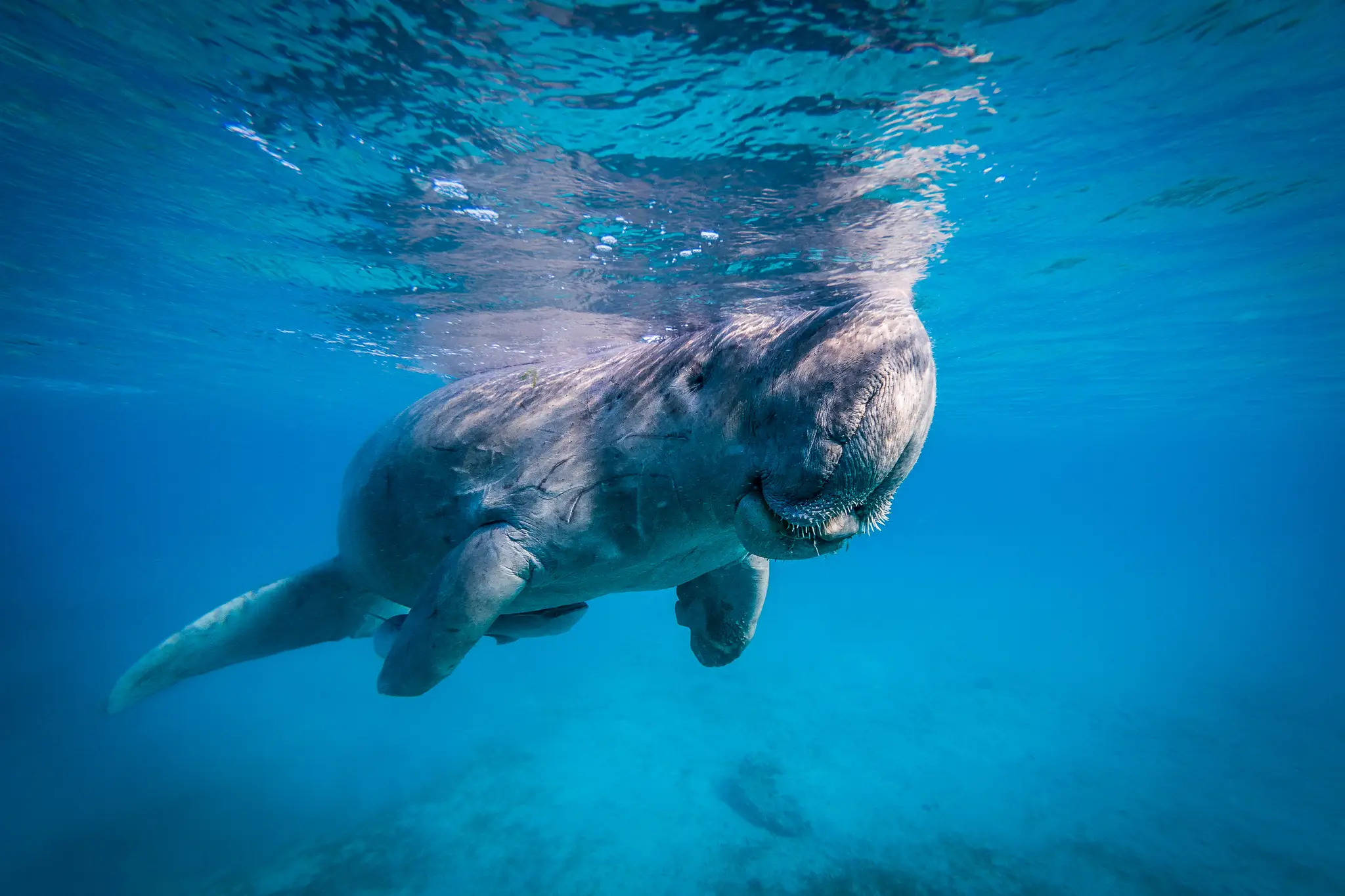 Dugong morský