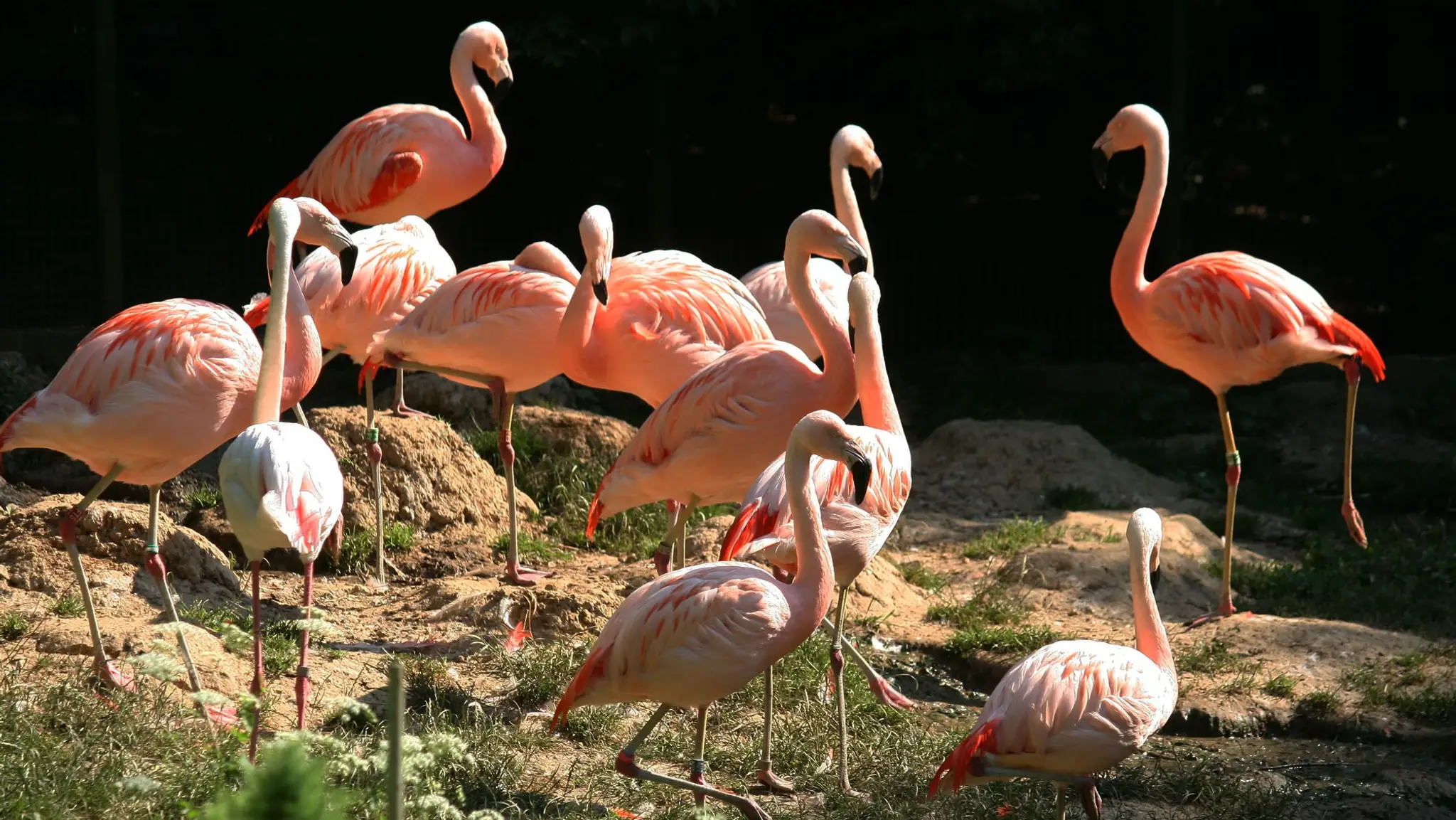 Plameniaky v Bojnickej ZOO. 