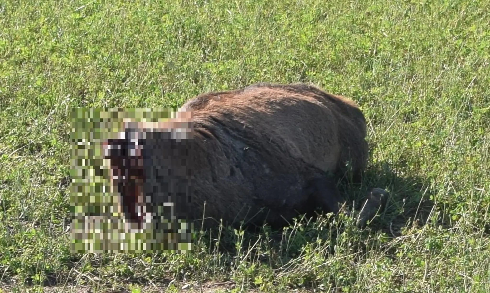 Nájdené telo jeleňa.