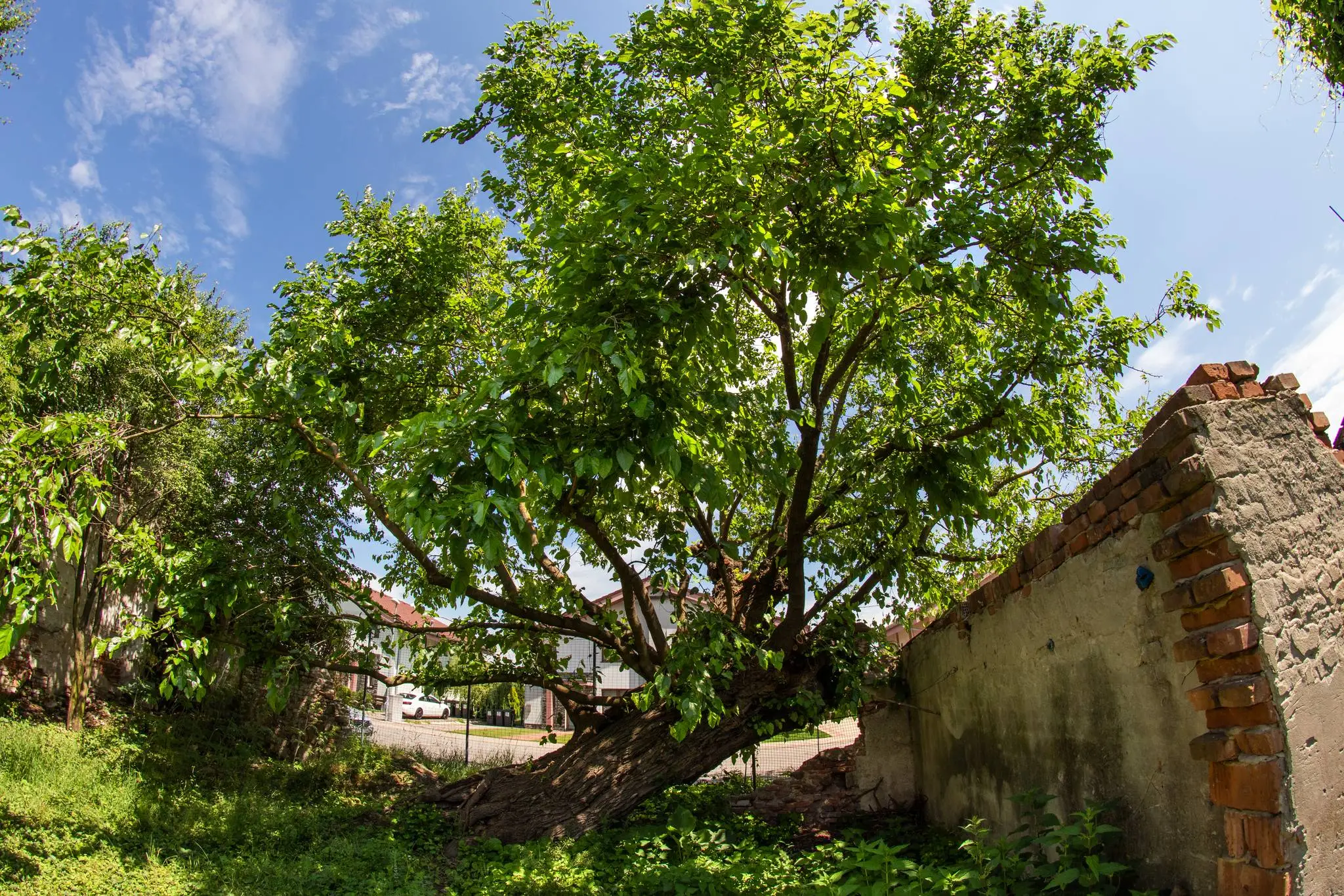 2. Moruša biela (Morus alba)